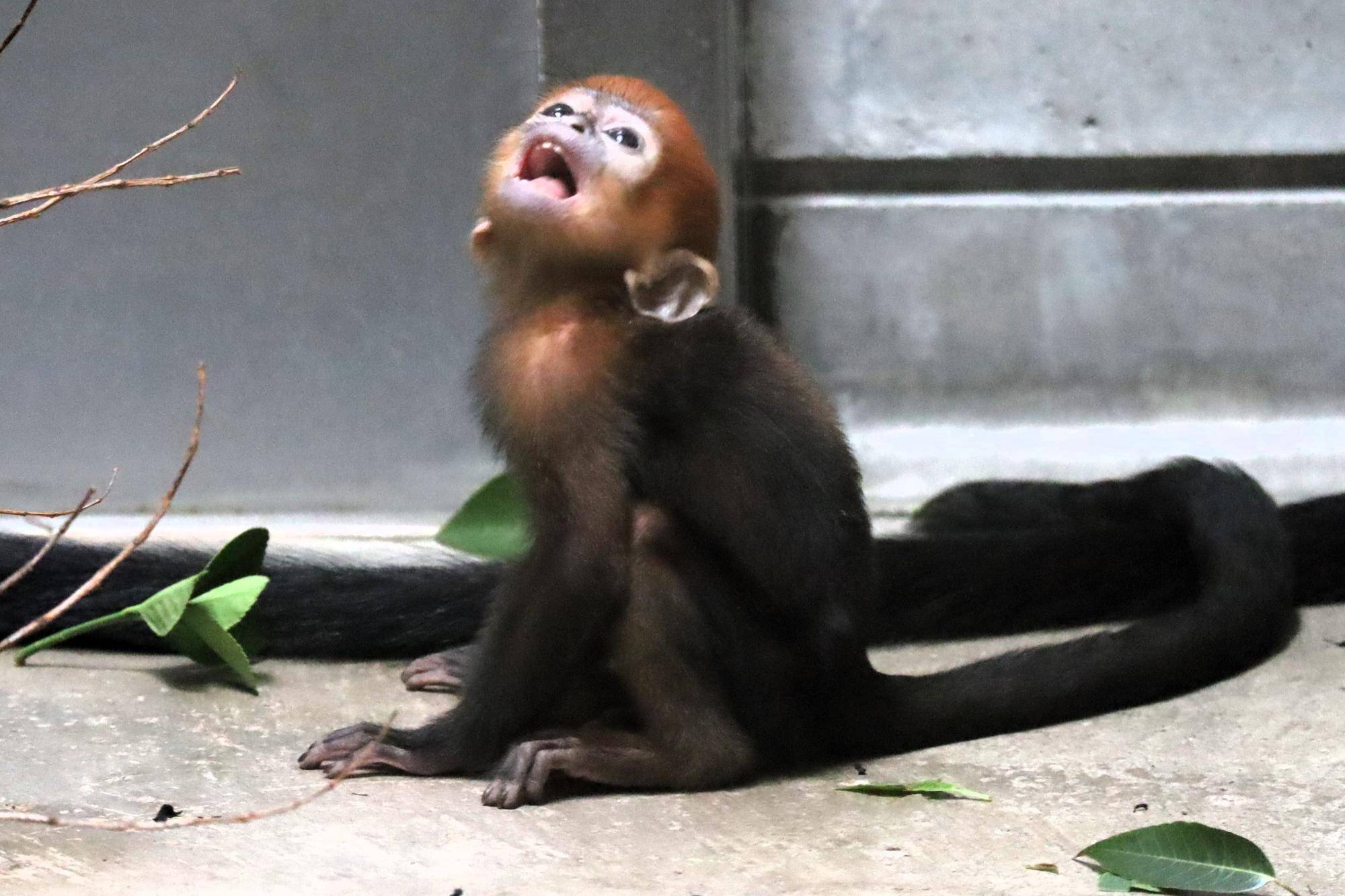 【飼育日誌】20250604：君の名は・・・ (4).jpg