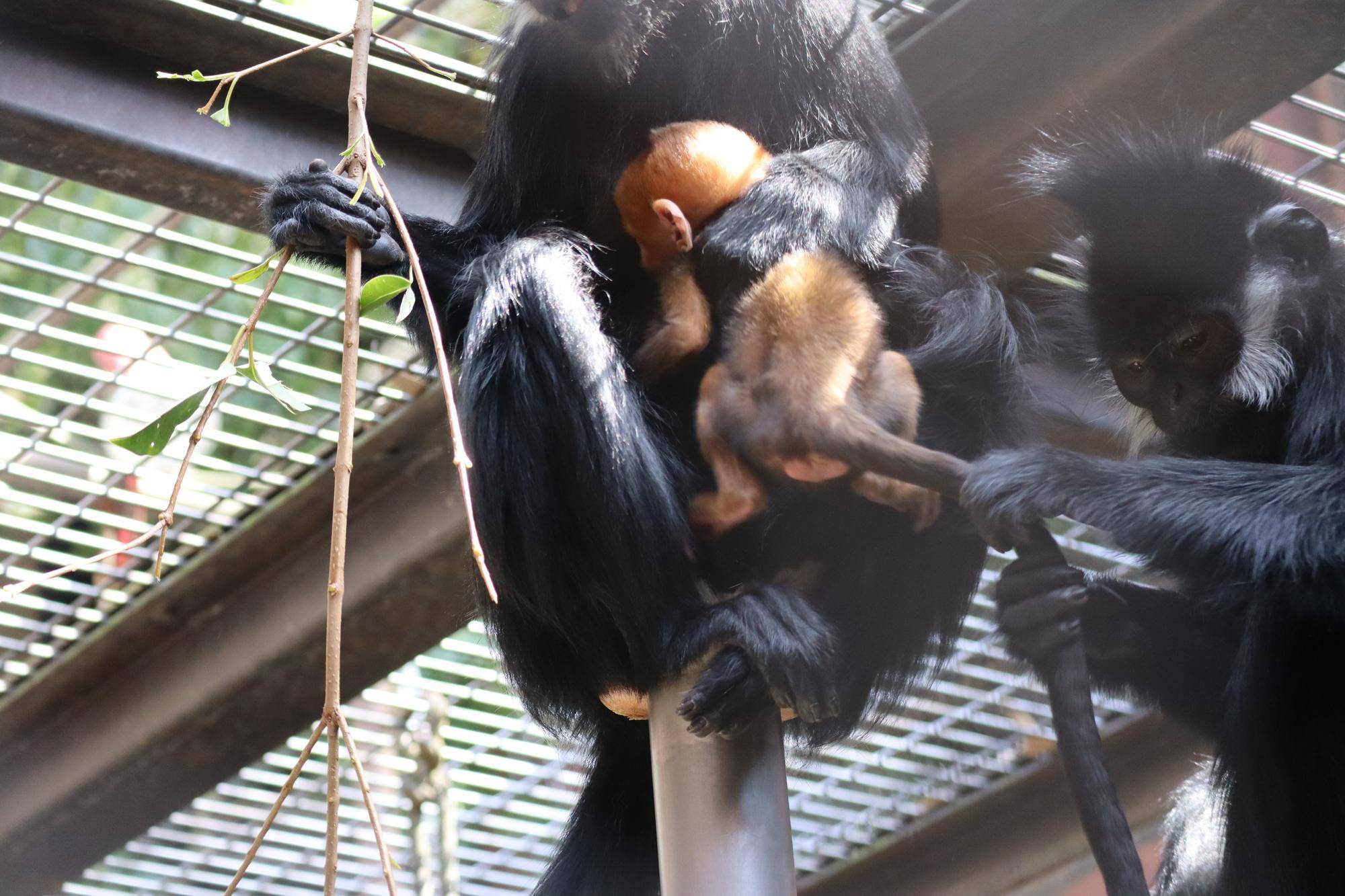 【飼育日誌】20250522：祝！アマナツ母になる (6).jpg