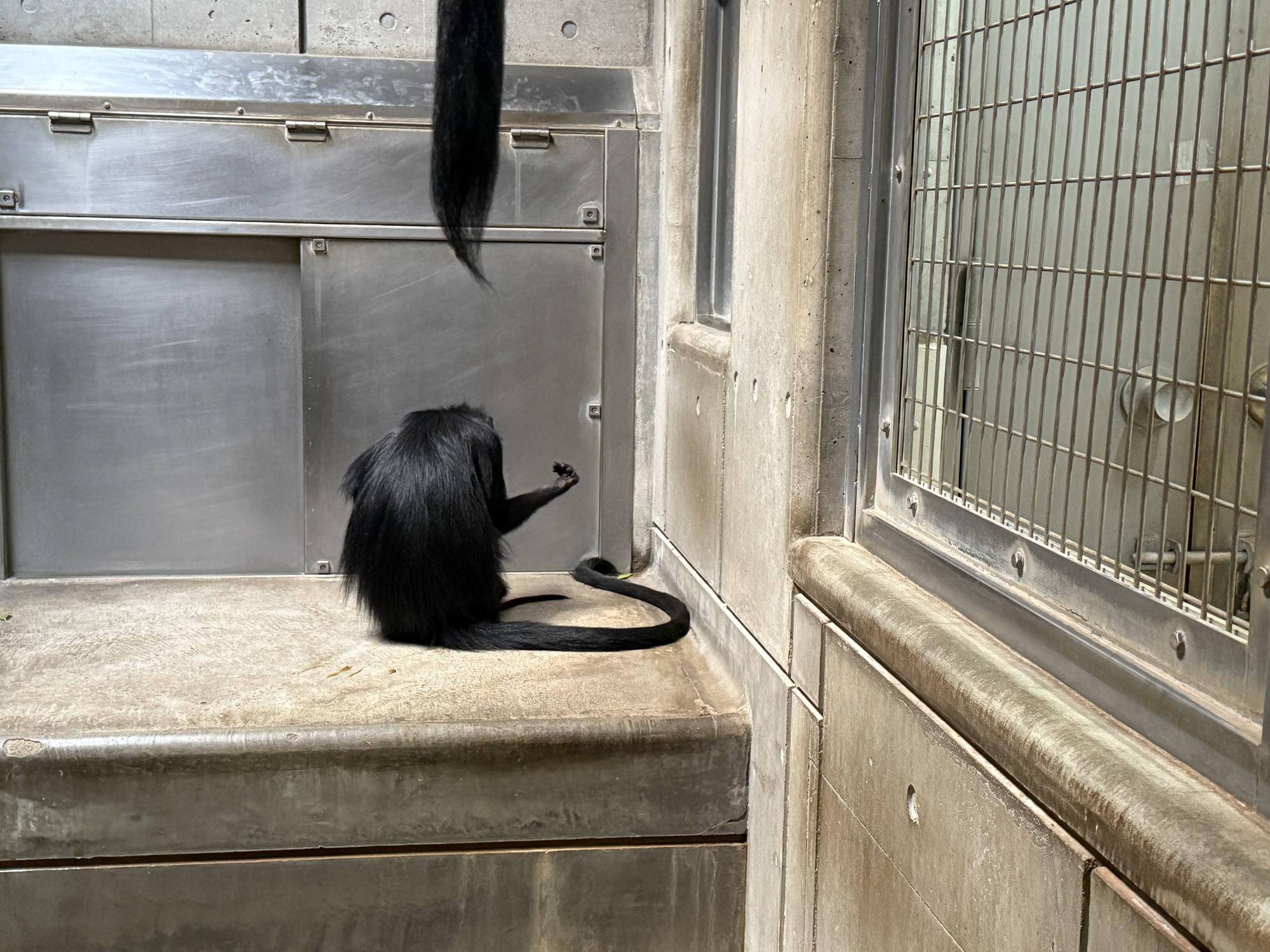 【飼育日誌】20250522：祝！アマナツ母になる (3).jpg