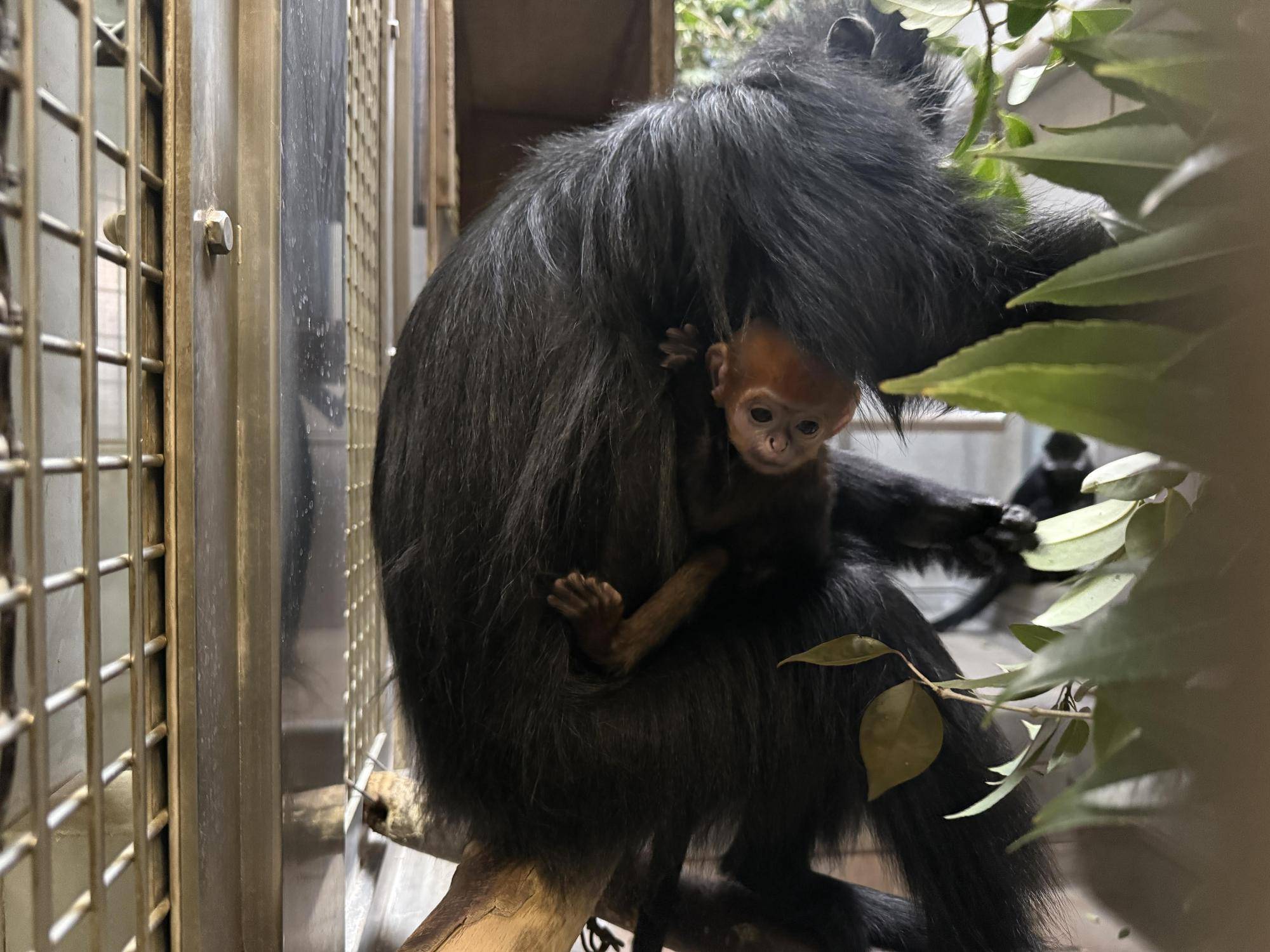 【飼育日誌】20250508：祝！オレンジ再び！ (7).jpg