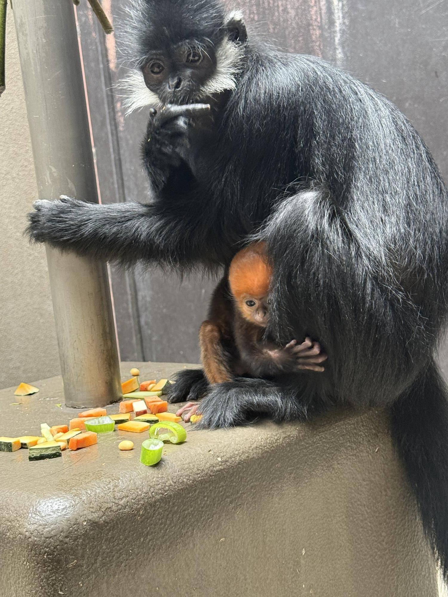 【飼育日誌】20250508：祝！オレンジ再び！ (3).jpg