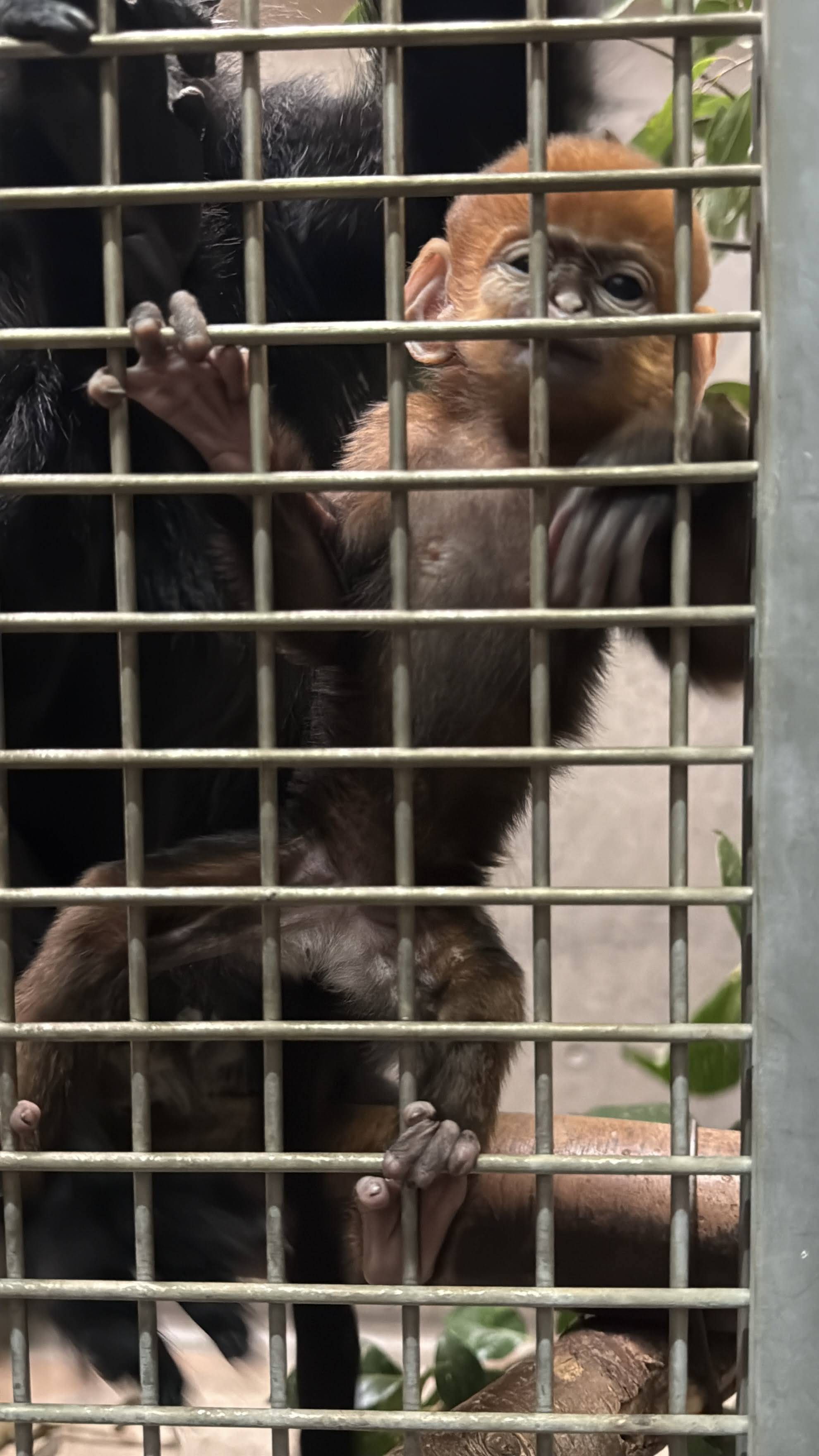 【飼育日誌】202505121：性別発表！ (4).jpg