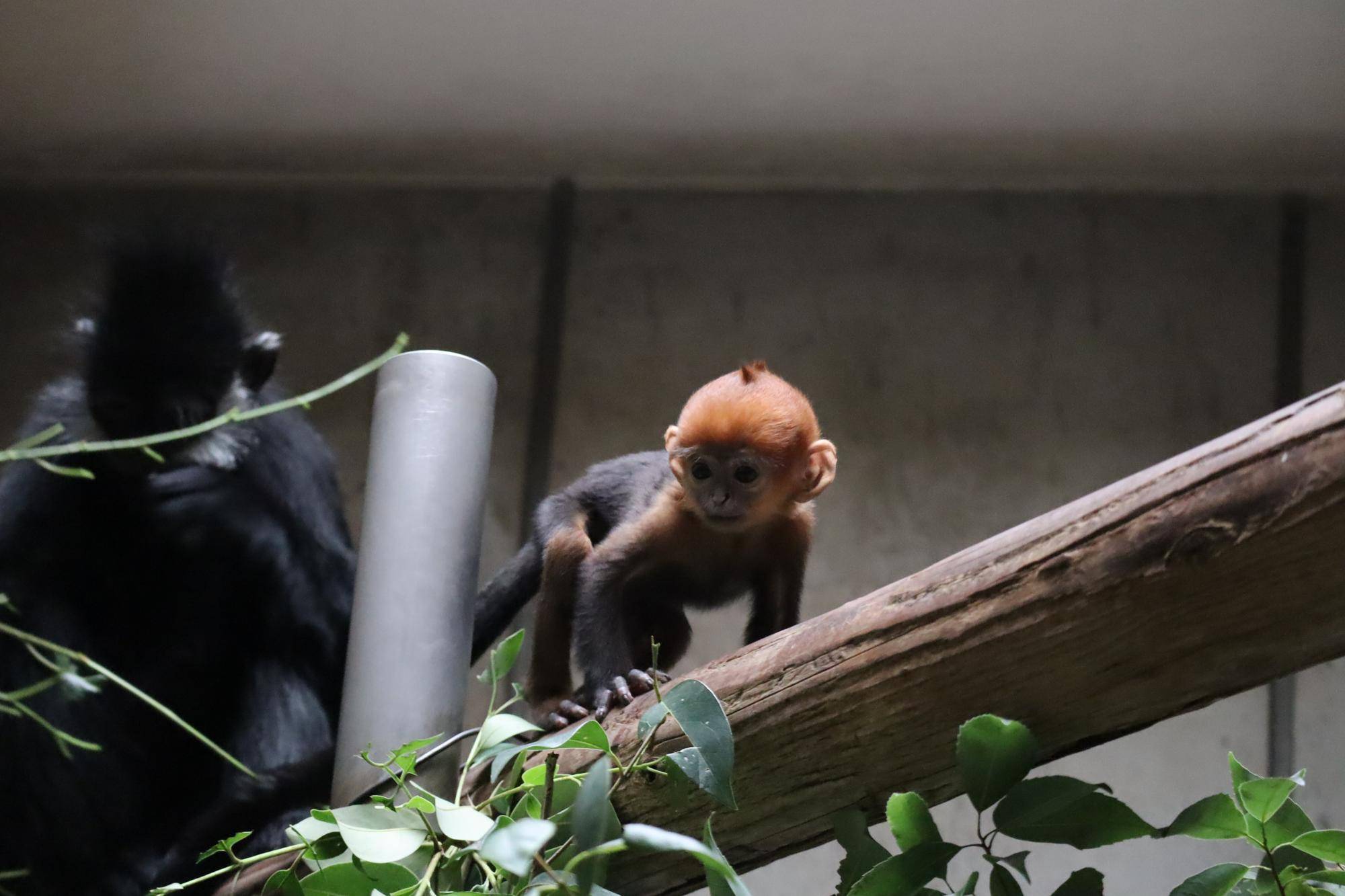 【飼育日誌】20250604：君の名は・・・ (7).jpg