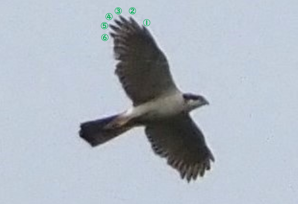 スクリーンショット (24).png