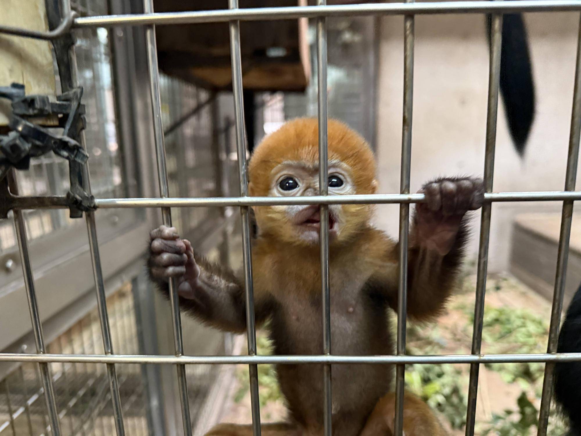 【飼育日誌】20250526：性別発表先にします！ (4).jpg