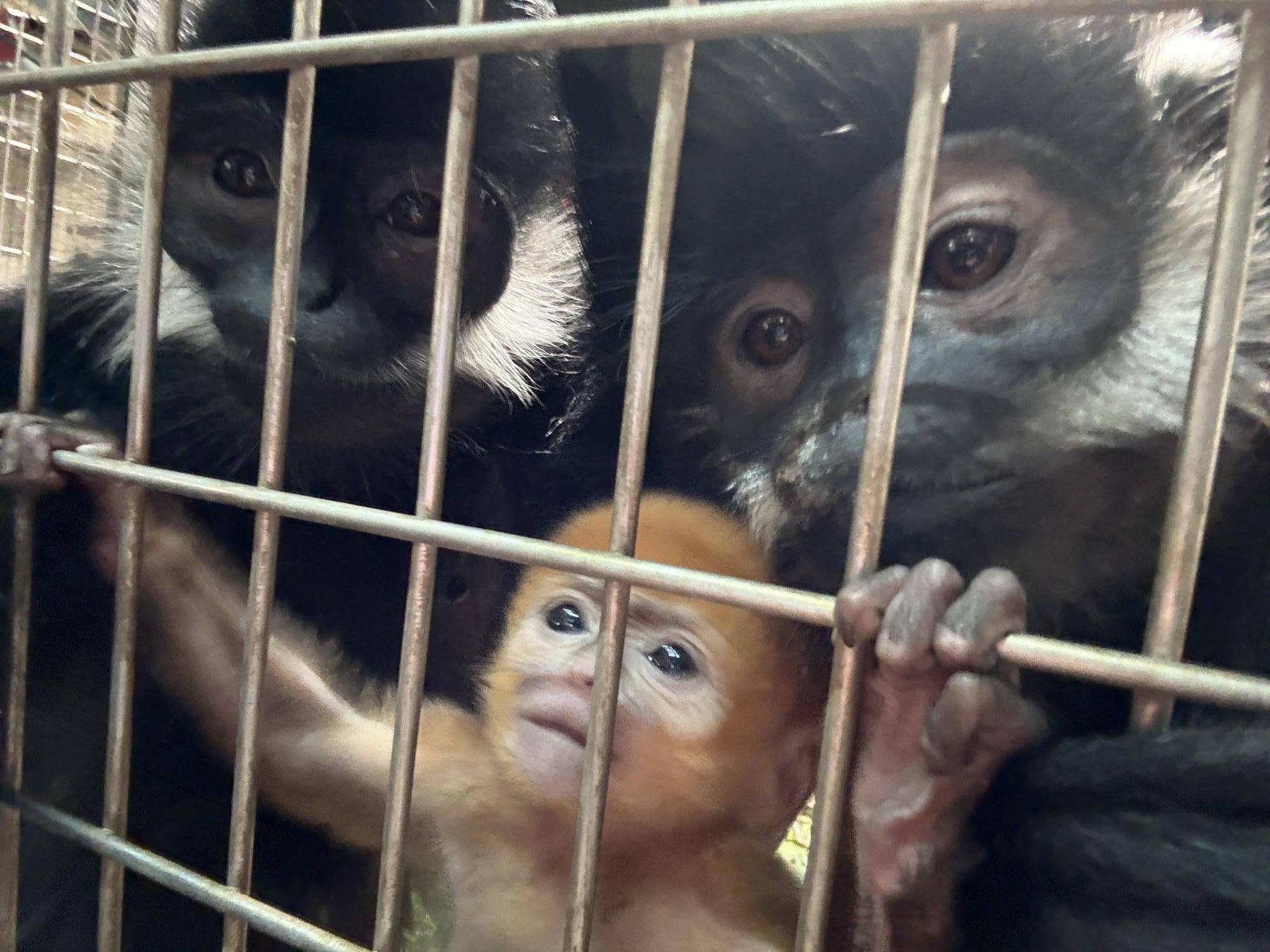 【飼育日誌】20250529:またまた愛称投票を行います! (6).jpg