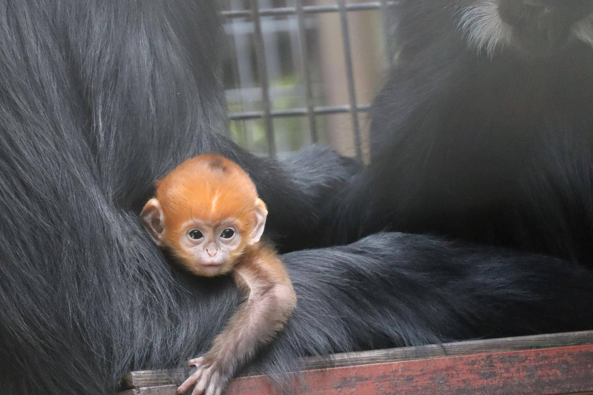 【飼育日誌】20250522：祝！アマナツ母になる (8).jpg