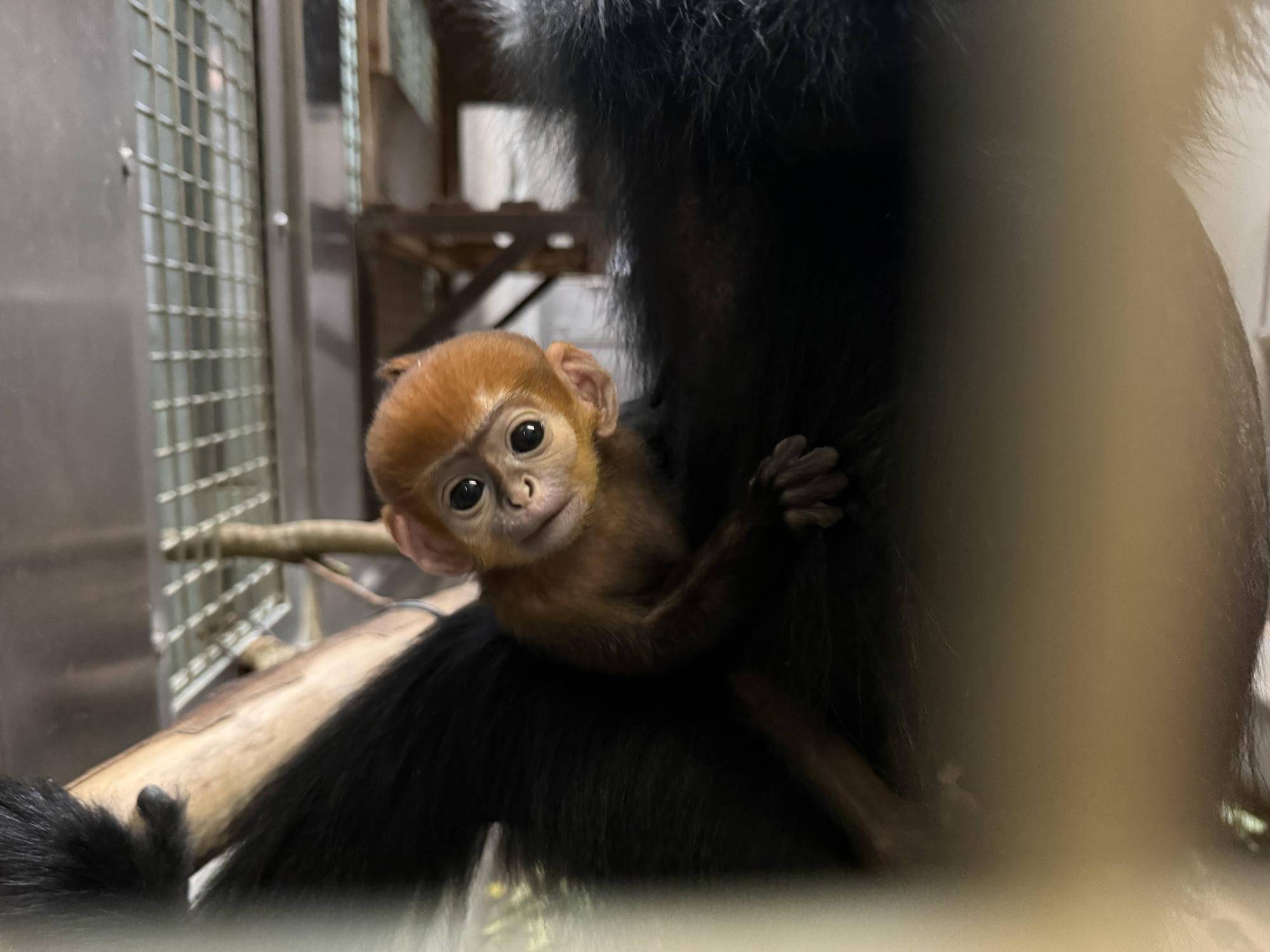 【飼育日誌】202505121：性別発表！ (3).jpg