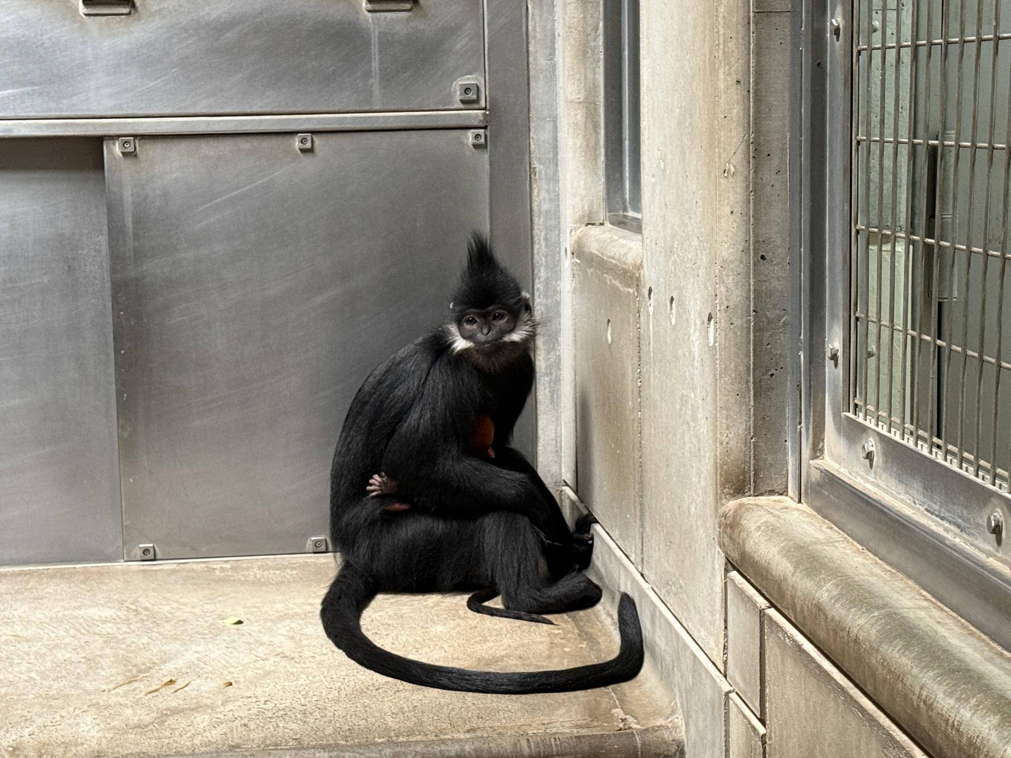 【飼育日誌】20250522：祝！アマナツ母になる (4).jpg