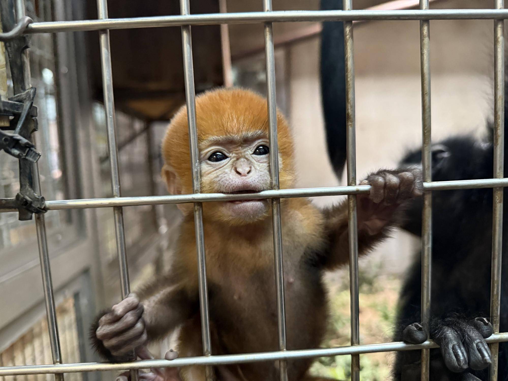 【飼育日誌】20250529:またまた愛称投票を行います! (3).jpg