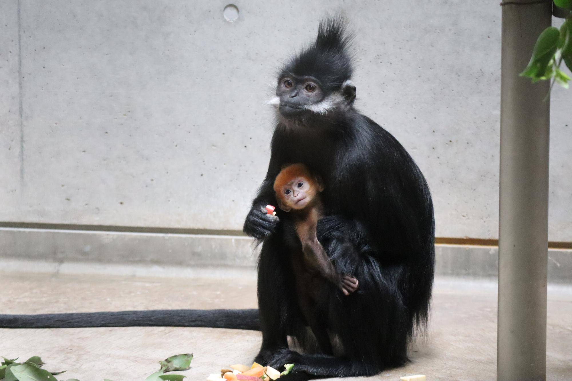 【飼育日誌】20250522：祝！アマナツ母になる (2).jpg