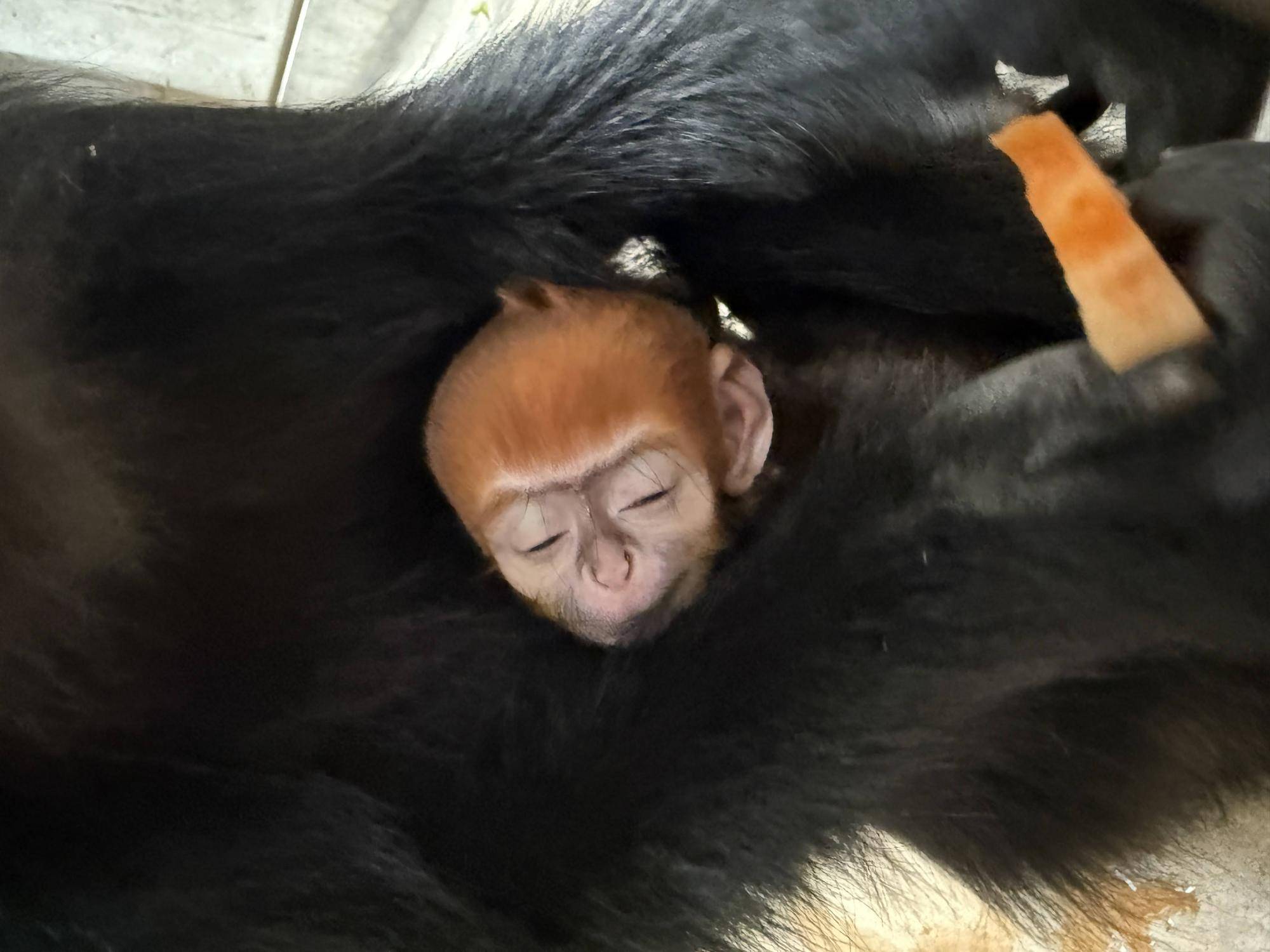 【飼育日誌】20250508：祝！オレンジ再び！ (6).jpg