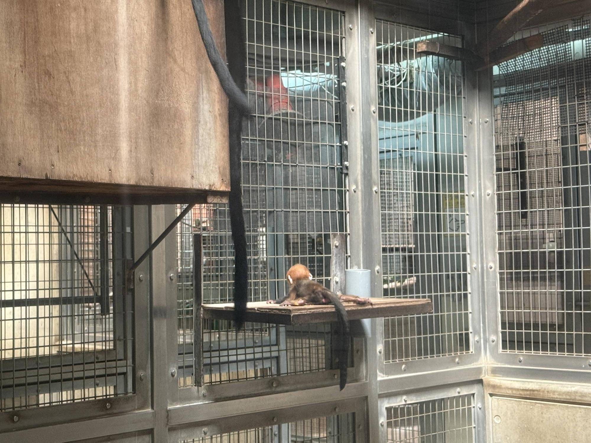 【飼育日誌】20250529:またまた愛称投票を行います! (7).jpg