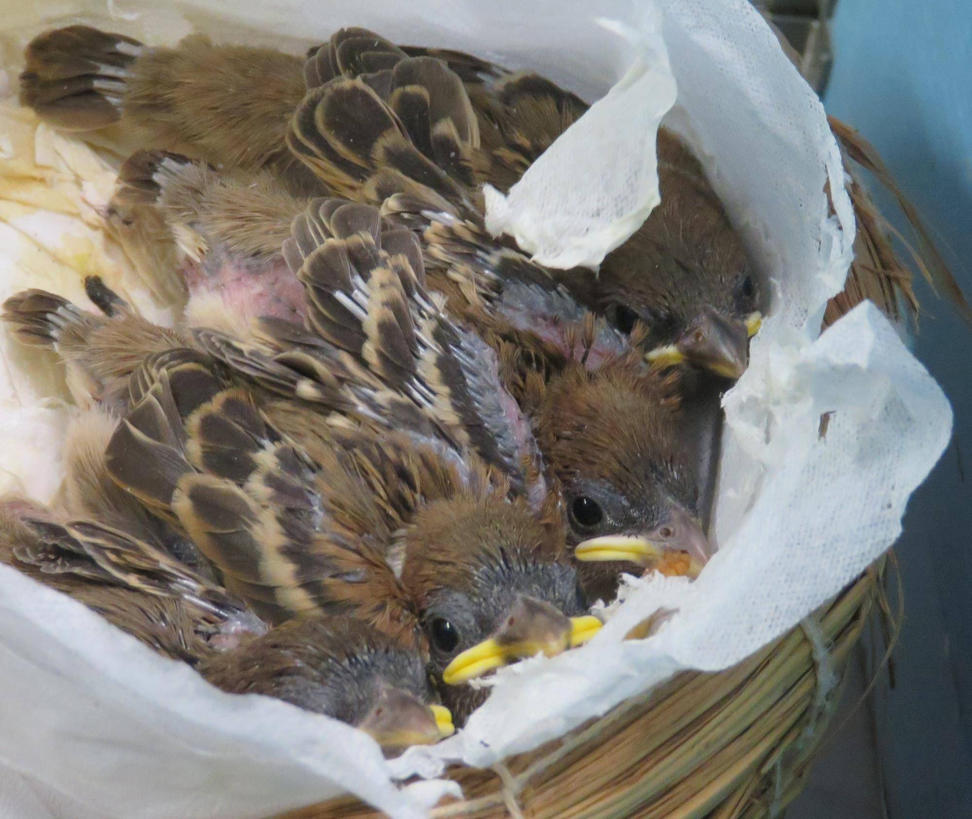 スズメの巣内雛.jpg