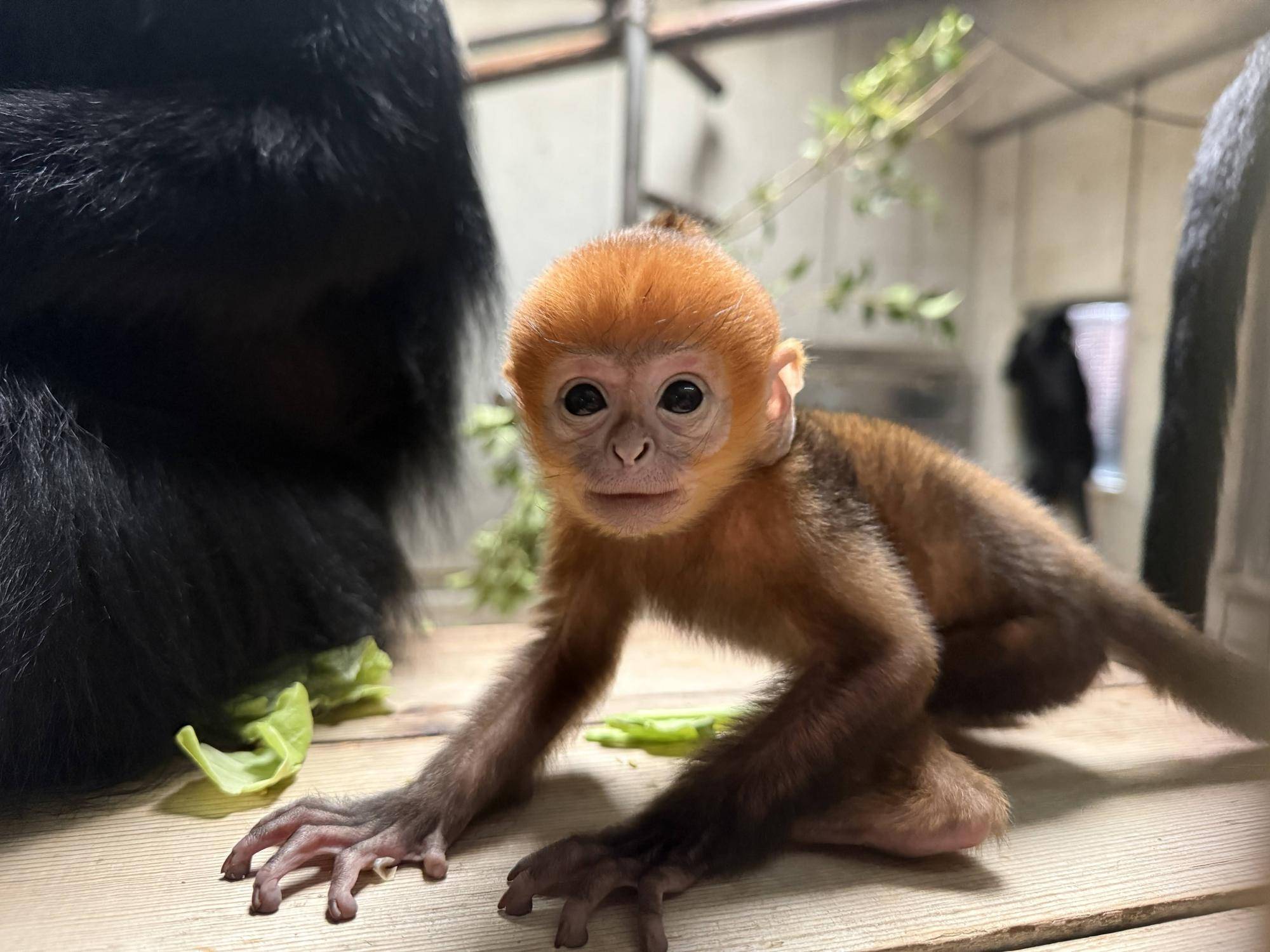 【飼育日誌】20250529:またまた愛称投票を行います! (2).jpg