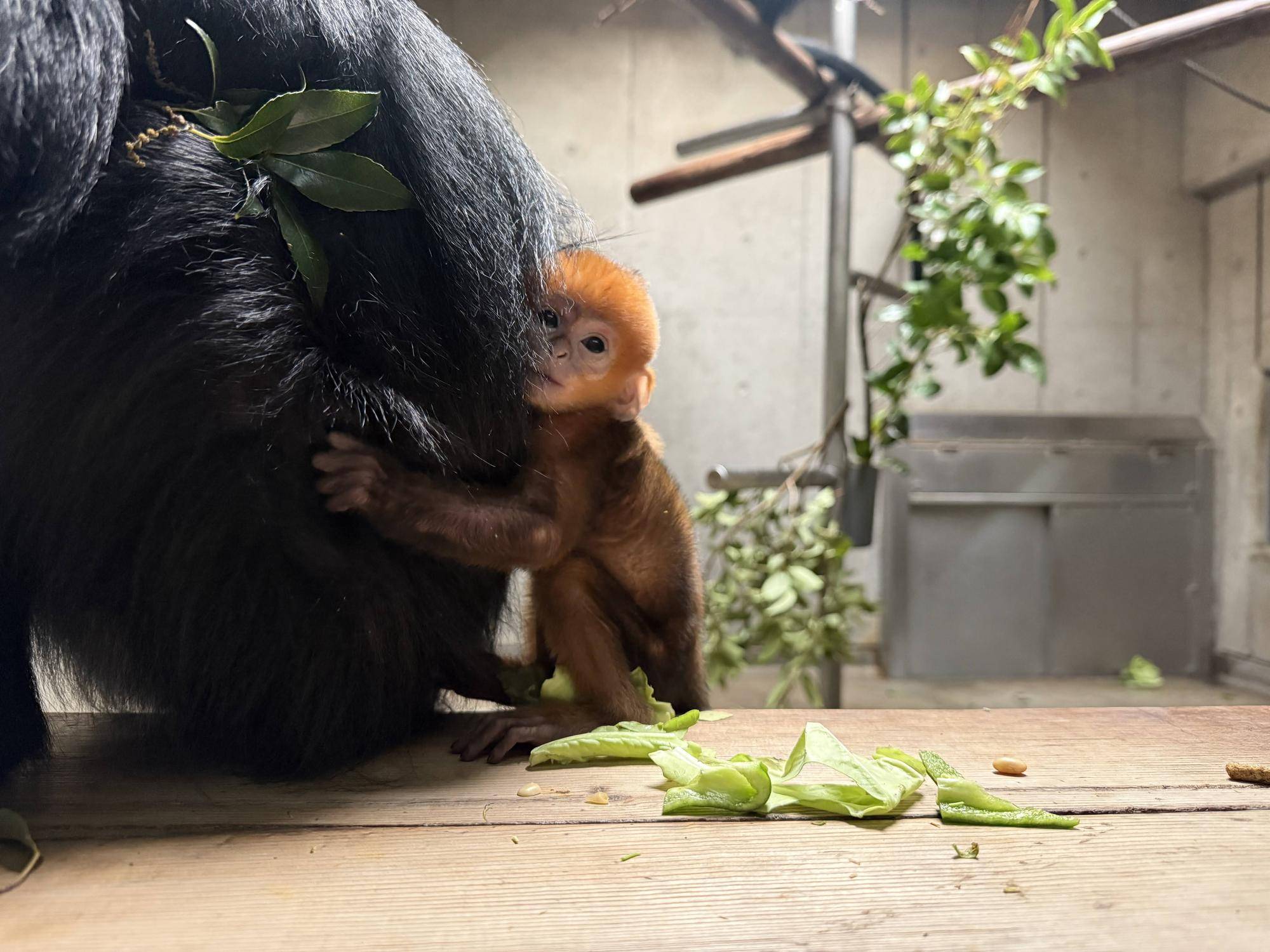 【飼育日誌】20250529:またまた愛称投票を行います! (4).jpg