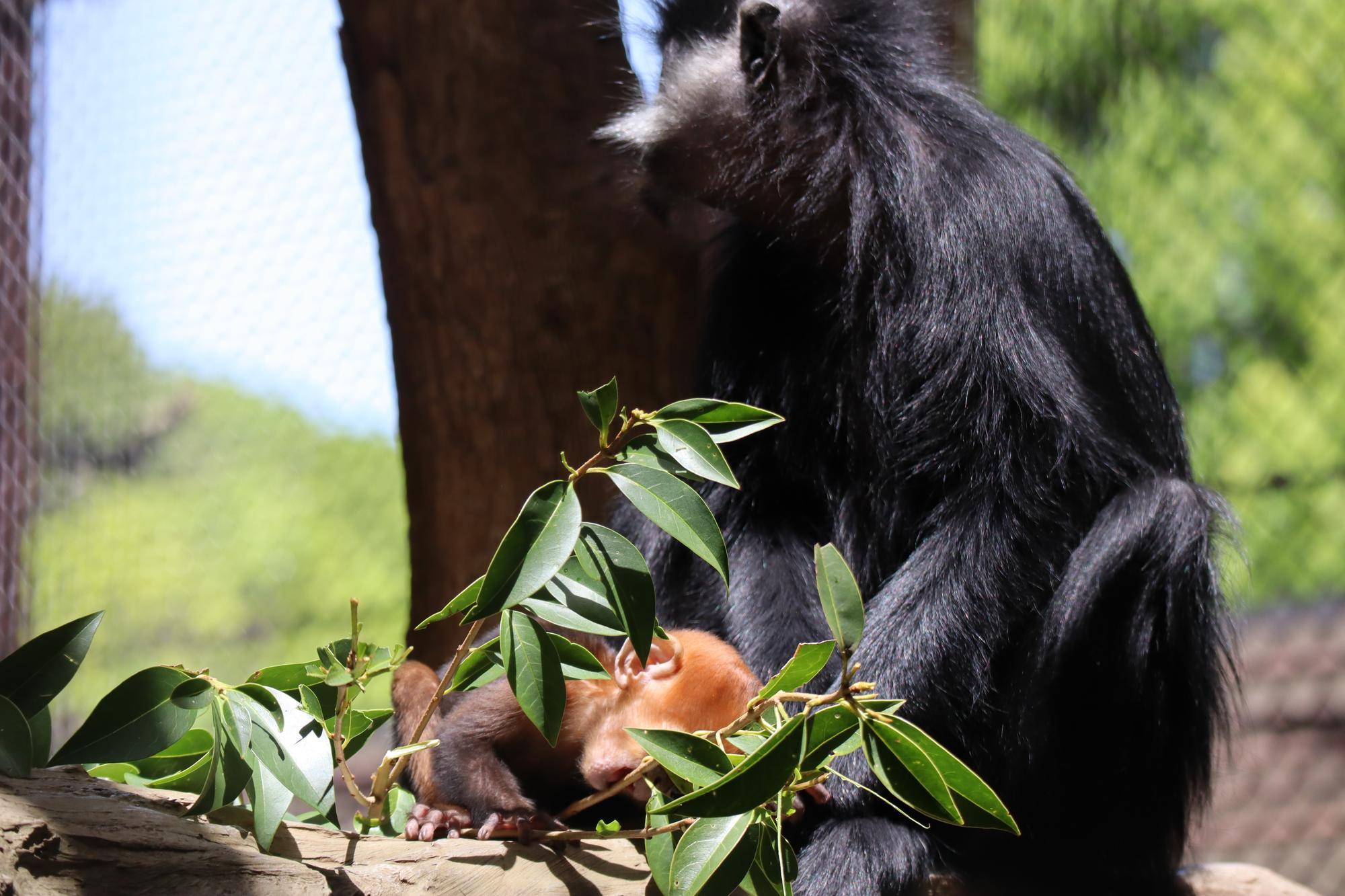 【飼育日誌】202505121：性別発表！ (5).jpg