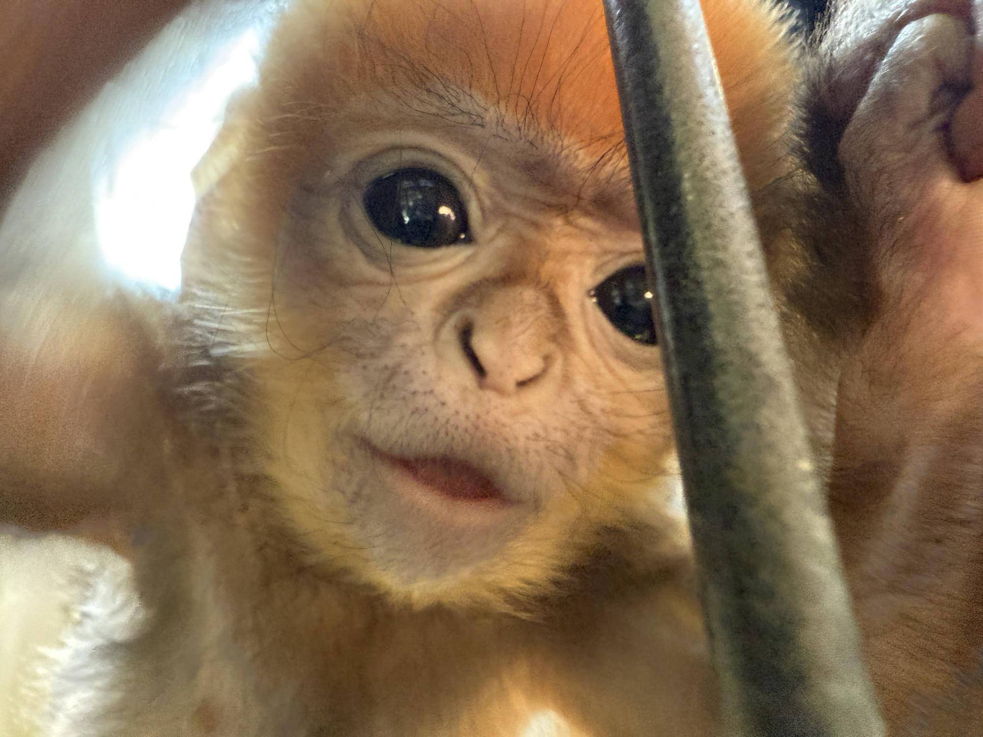 【飼育日誌】20250526：性別発表先にします！ (6).jpg