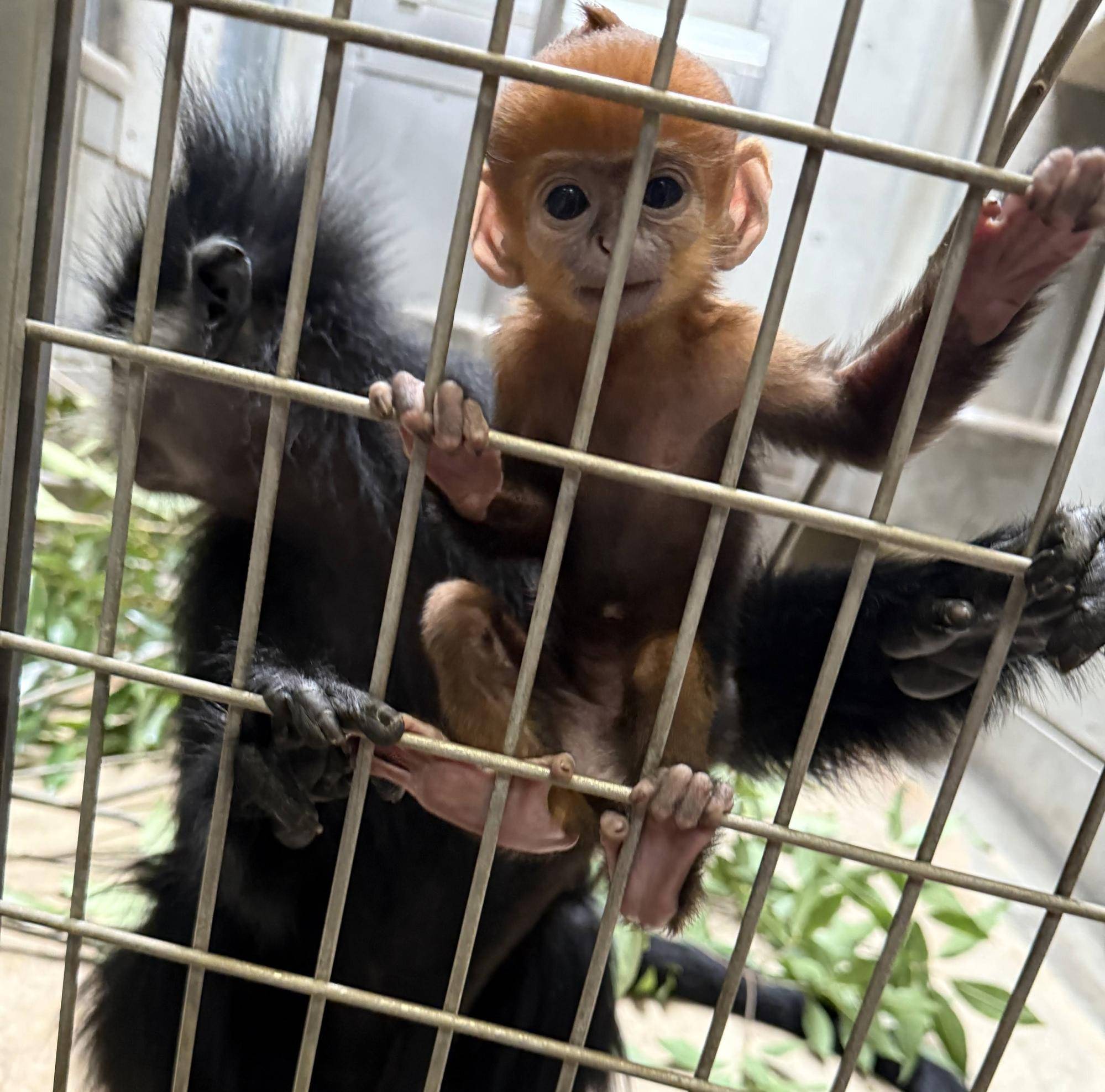 【飼育日誌】202505121：性別発表！ (2).jpg