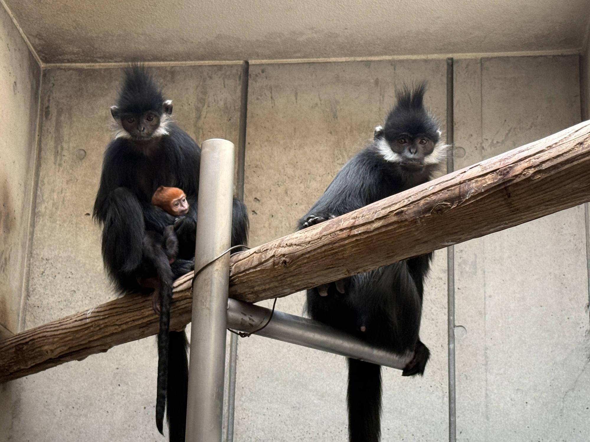【飼育日誌】20250508：祝！オレンジ再び！ (4).jpg