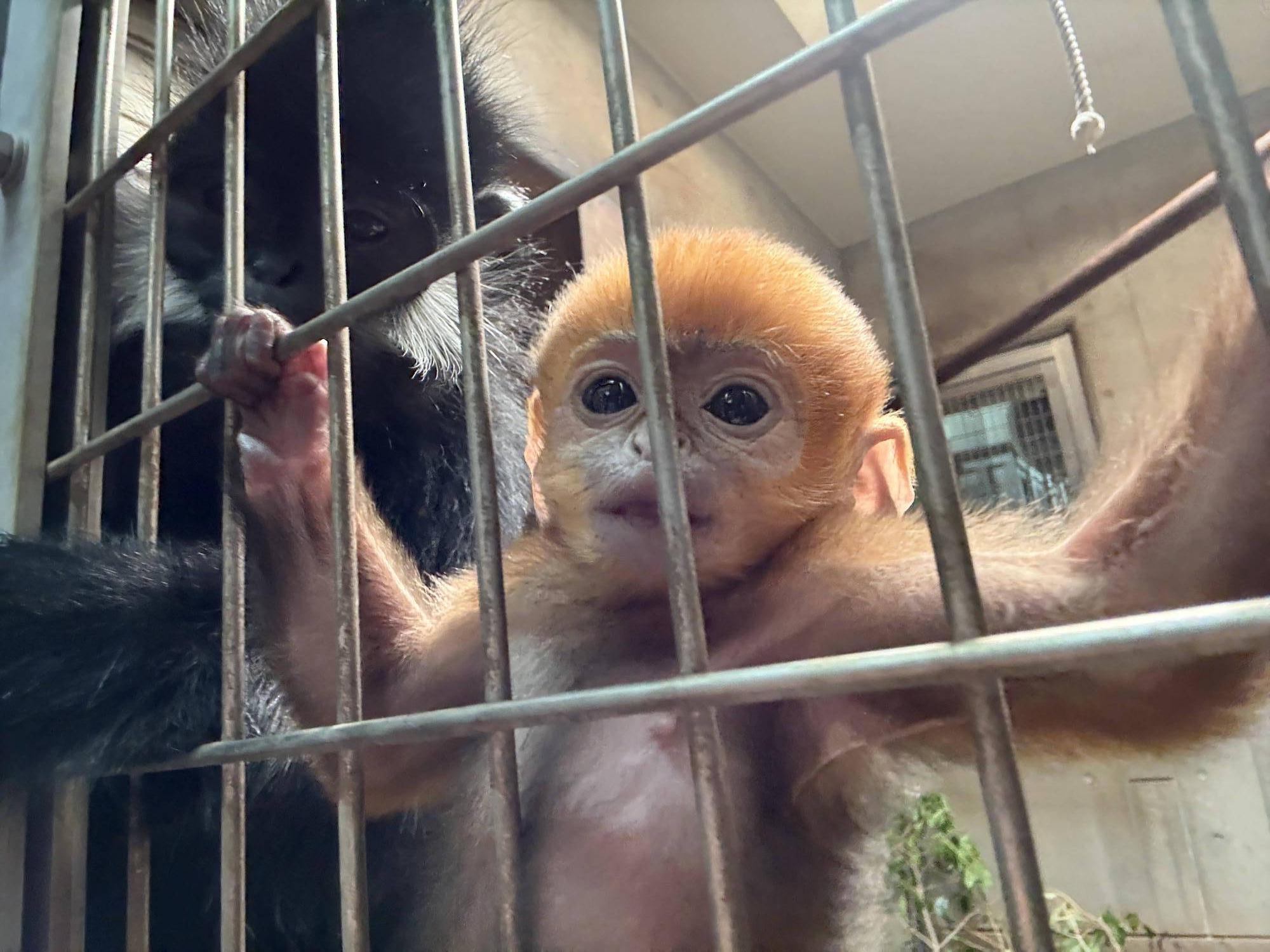 【飼育日誌】20250526：性別発表先にします！ (3).jpg