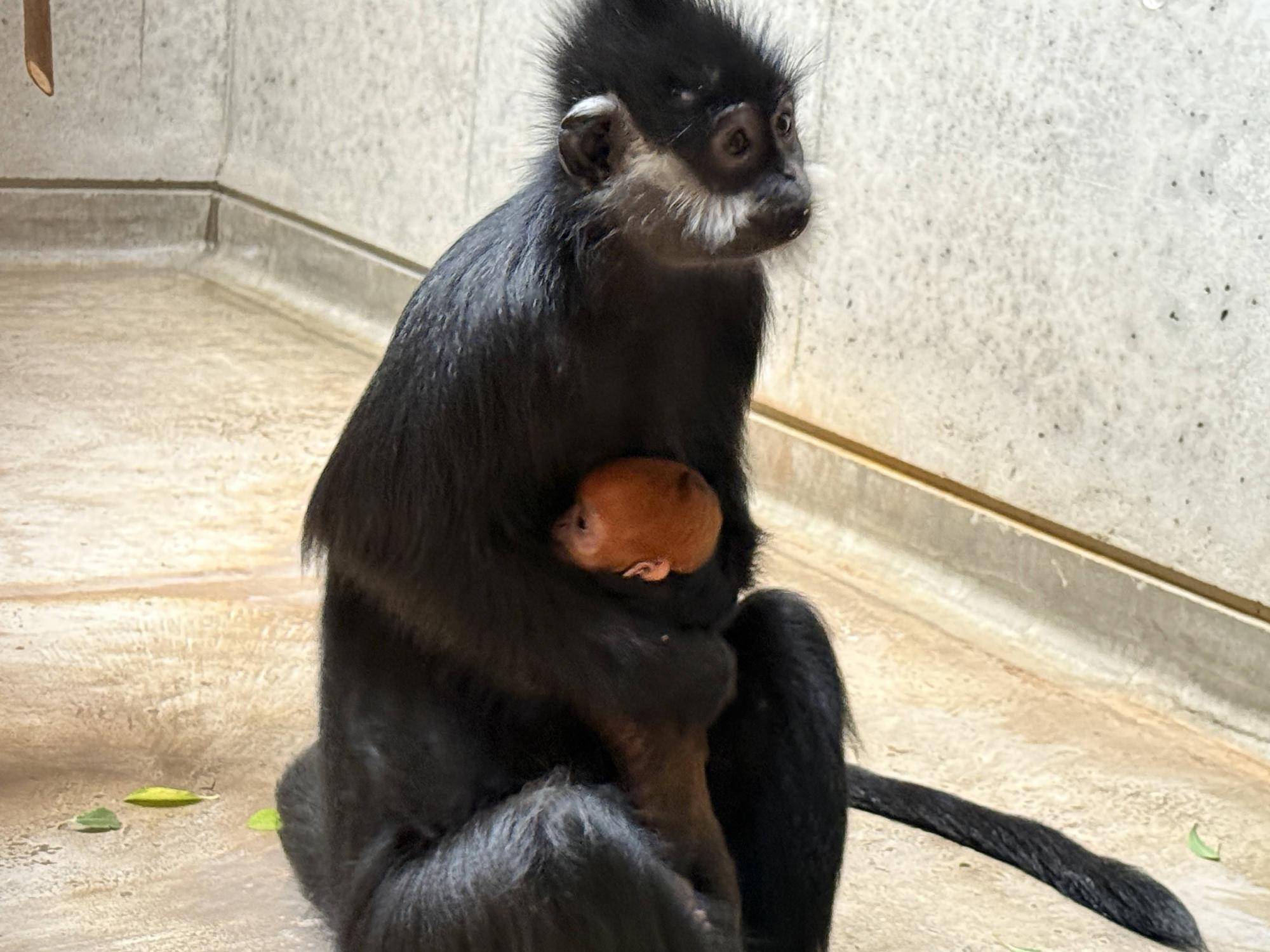 【飼育日誌】20250522：祝！アマナツ母になる (7).jpg