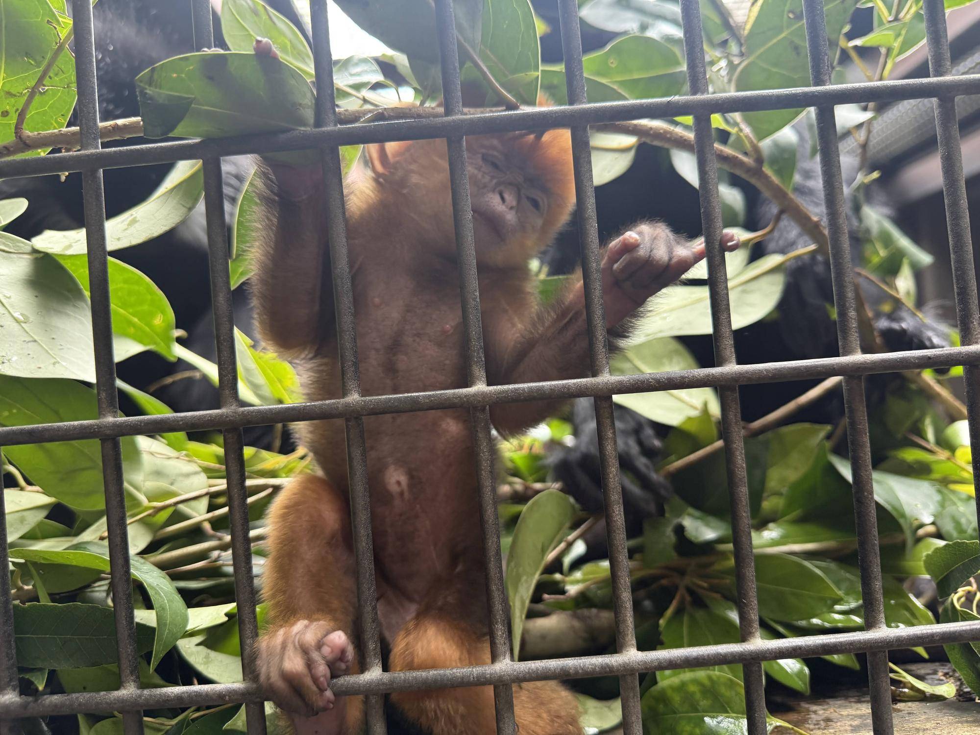 【飼育日誌】20250529:またまた愛称投票を行います! (5).jpg