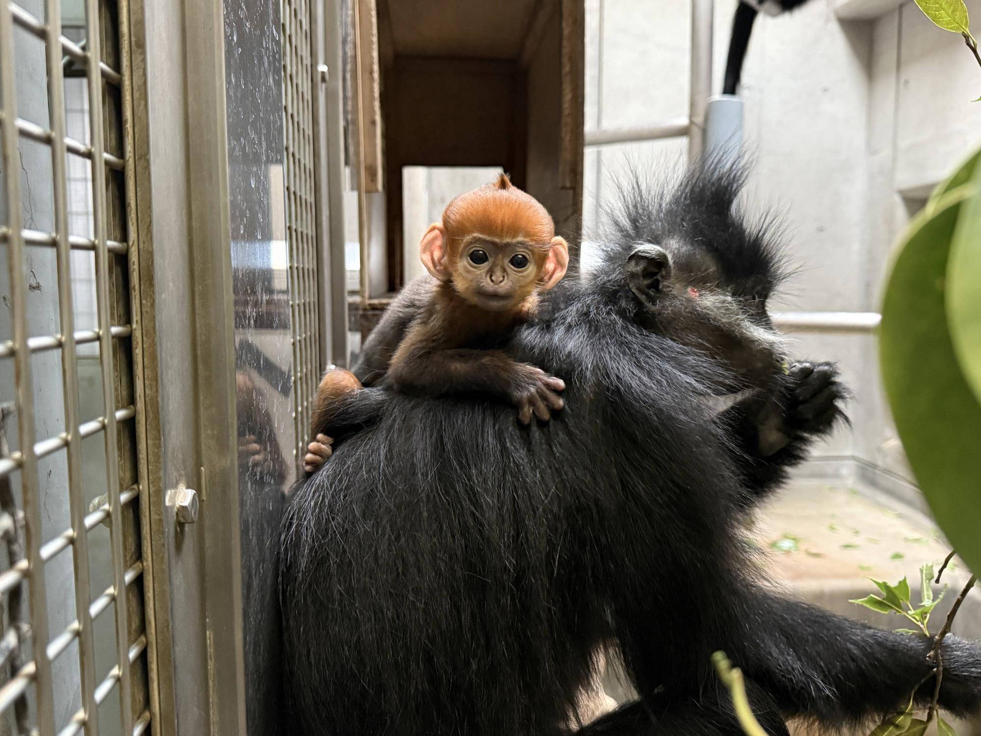 【飼育日誌】202505121：性別発表！ (7).jpg