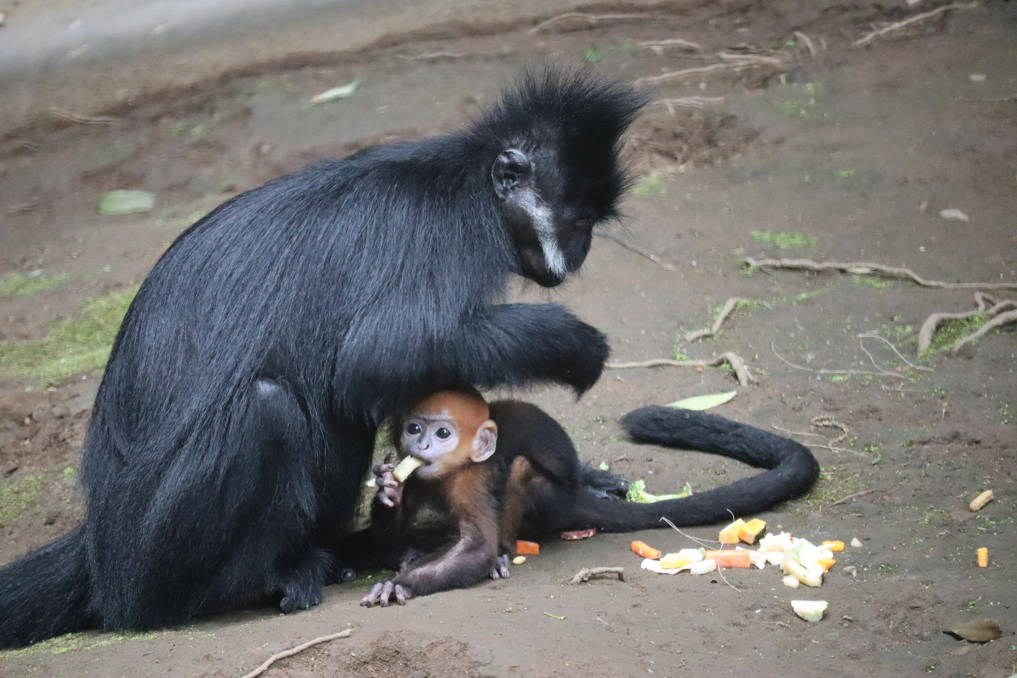 【飼育日誌】20250604：君の名は・・・ (6).jpg