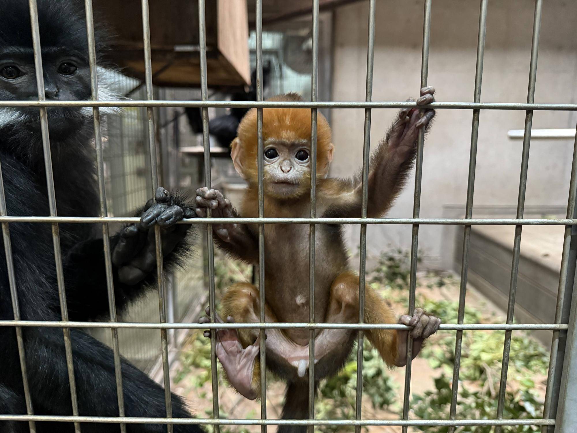 【飼育日誌】20250526：性別発表先にします！ (2).jpg