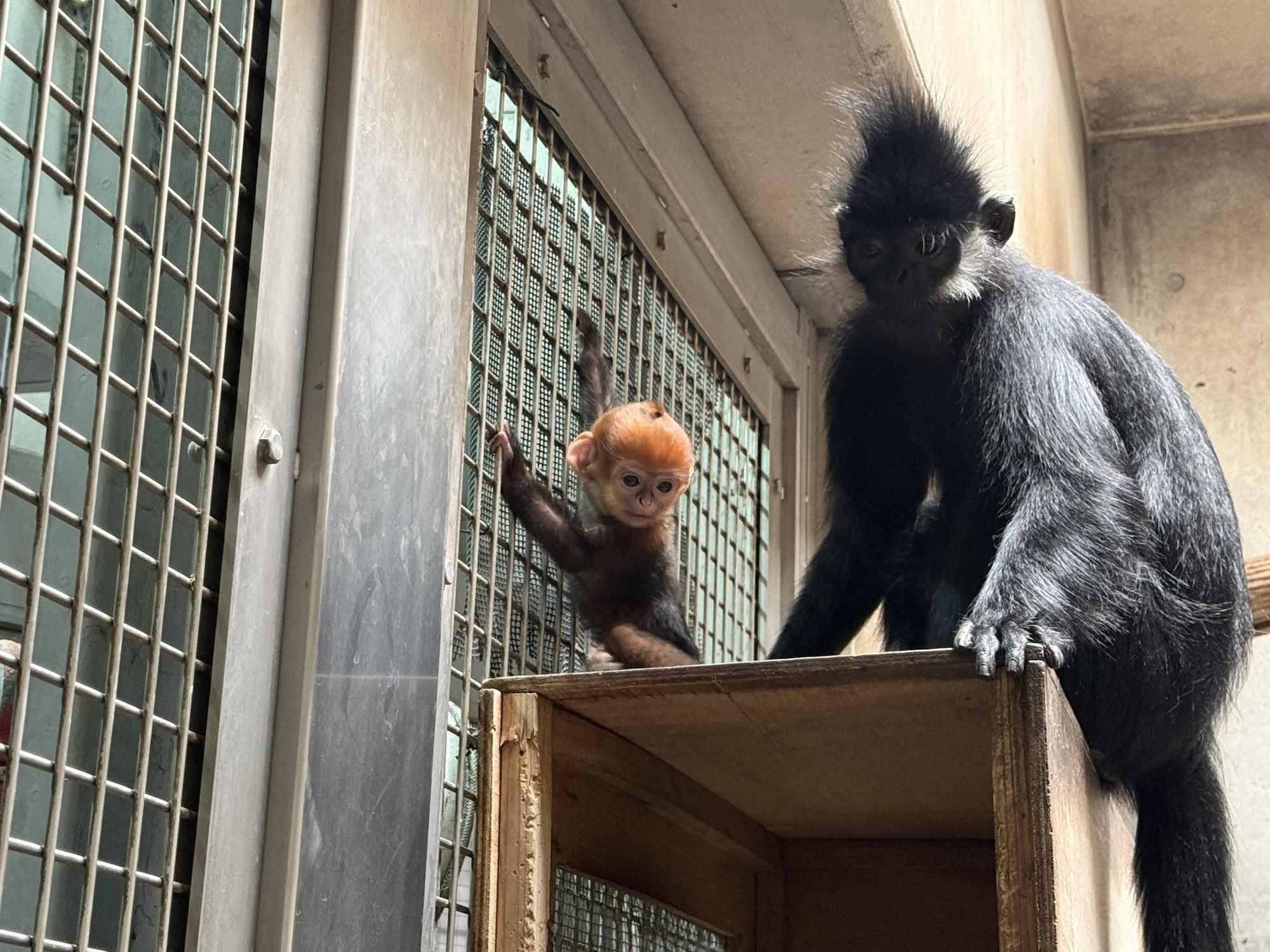 【飼育日誌】20250508：祝！オレンジ再び！ (8).jpg