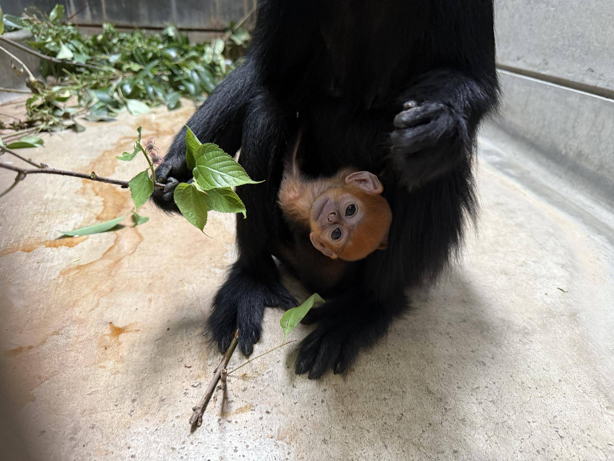 【飼育日誌】20250508：祝！オレンジ再び！ (9).jpg