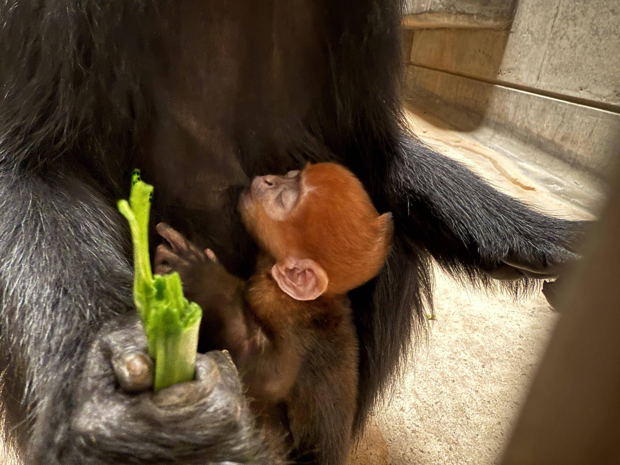 【飼育日誌】20250508：祝！オレンジ再び！ (5).jpg