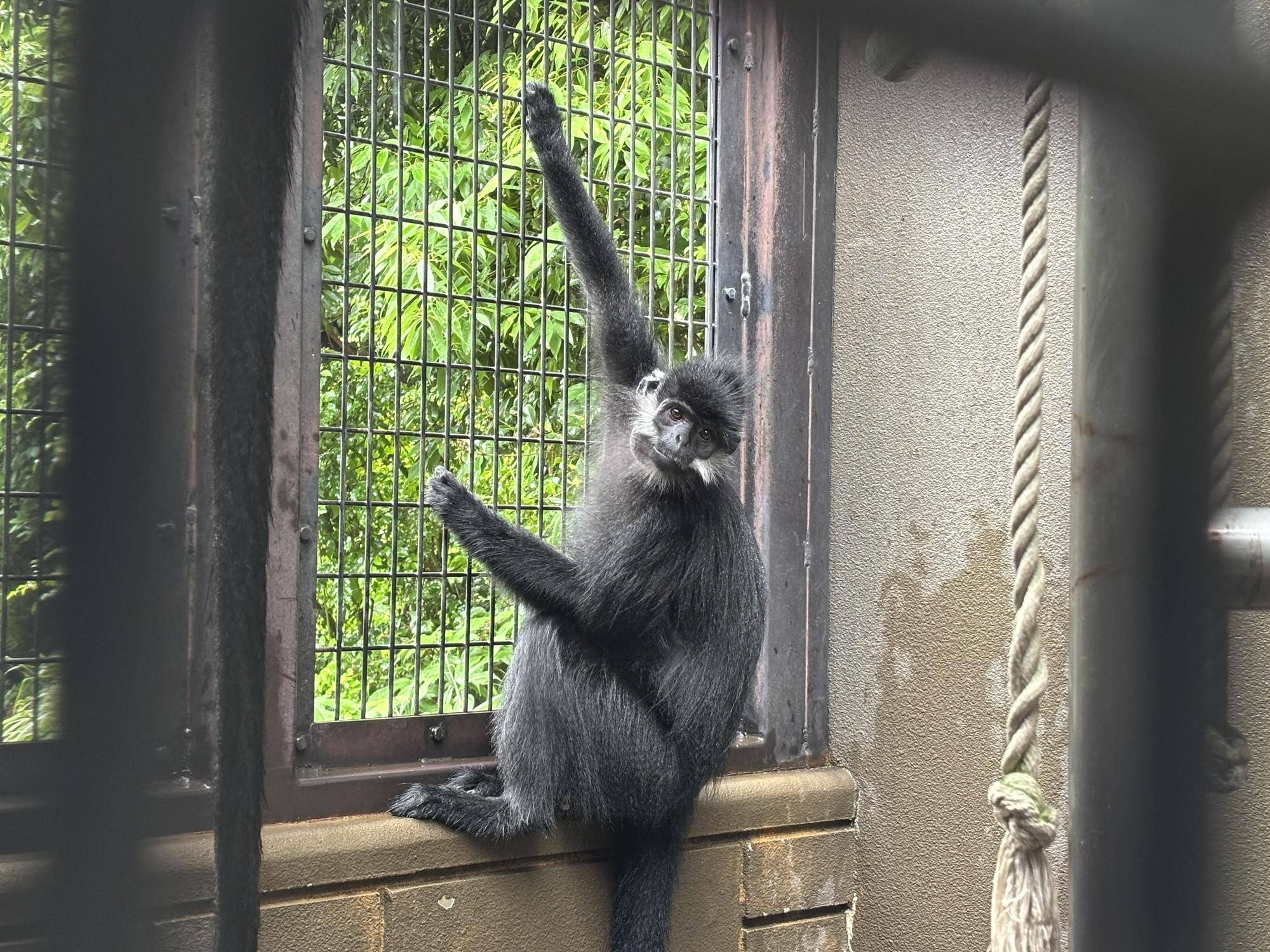 【飼育日誌】20250702:フランソワルトンを見分けてみよう!上級編 柵に掴まるニンニン.jpg