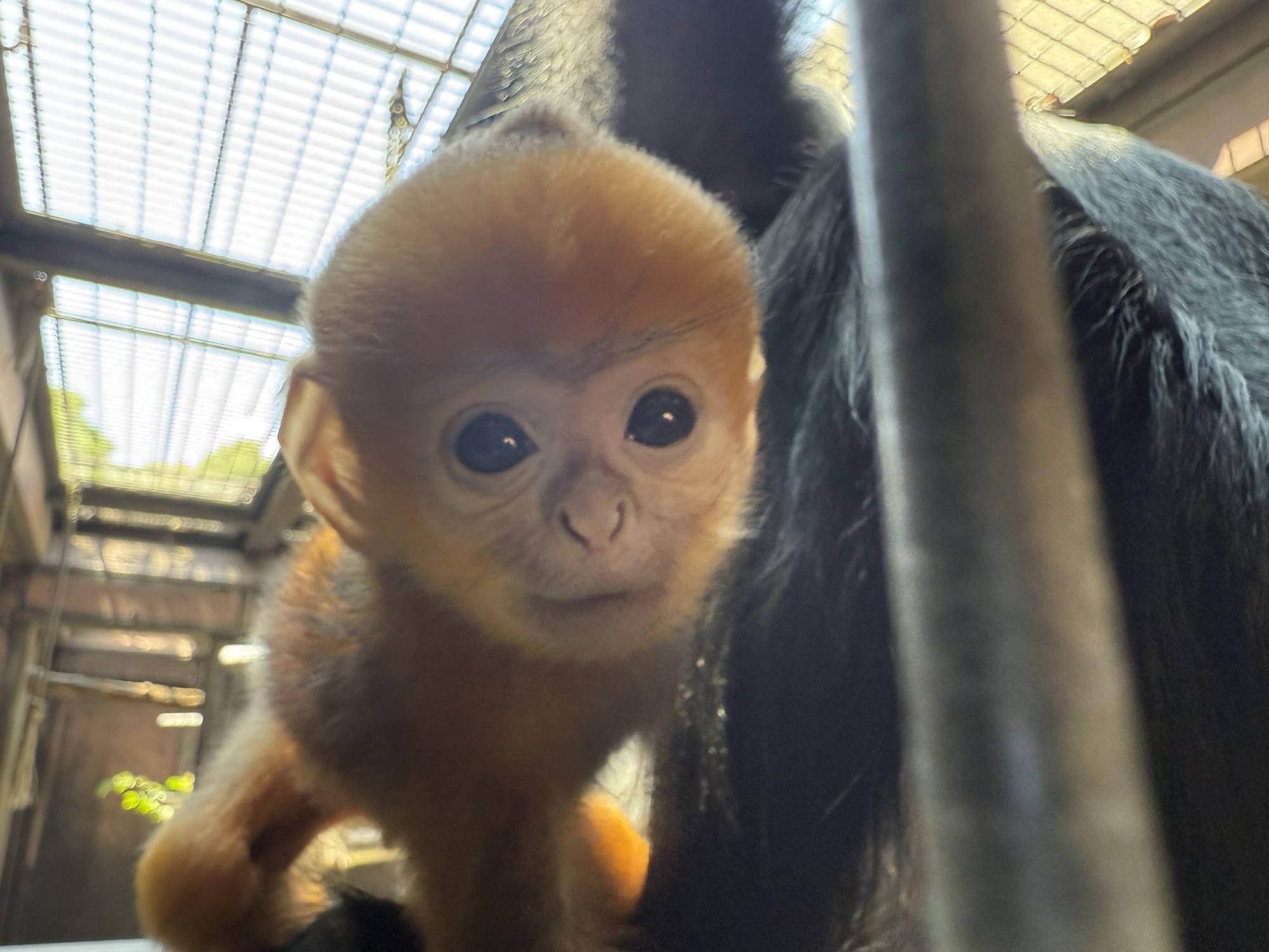 【飼育日誌】20250618:愛称決定しました! (5).jpg