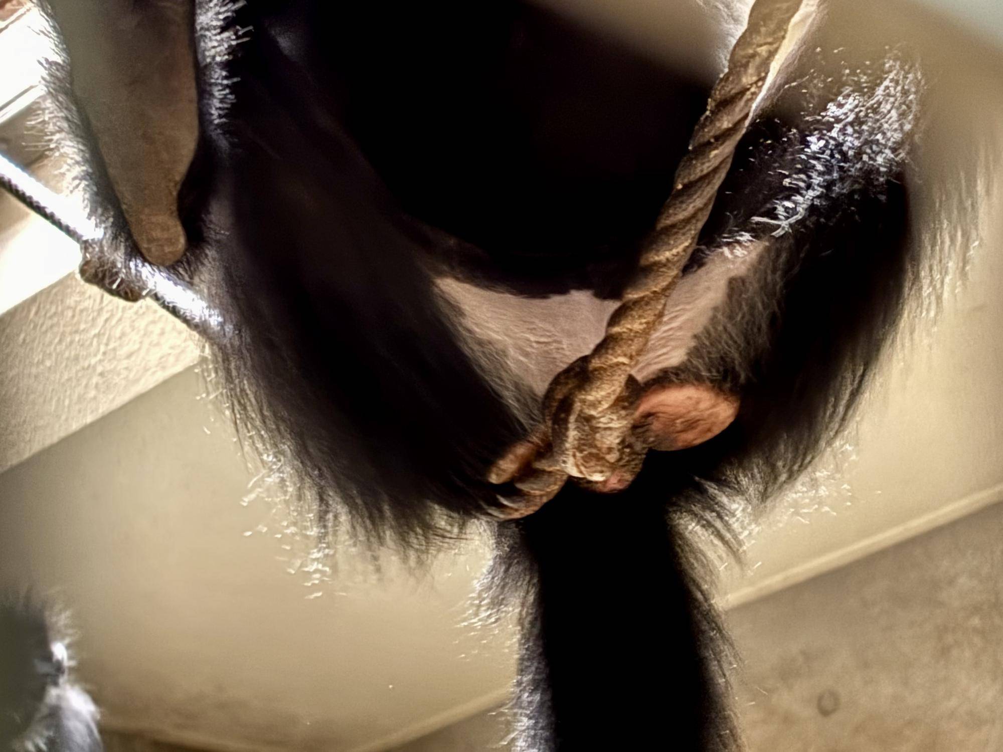 【飼育日誌】20250626：フランソワルトンを見分けてみよう！初級編 (3).jpg