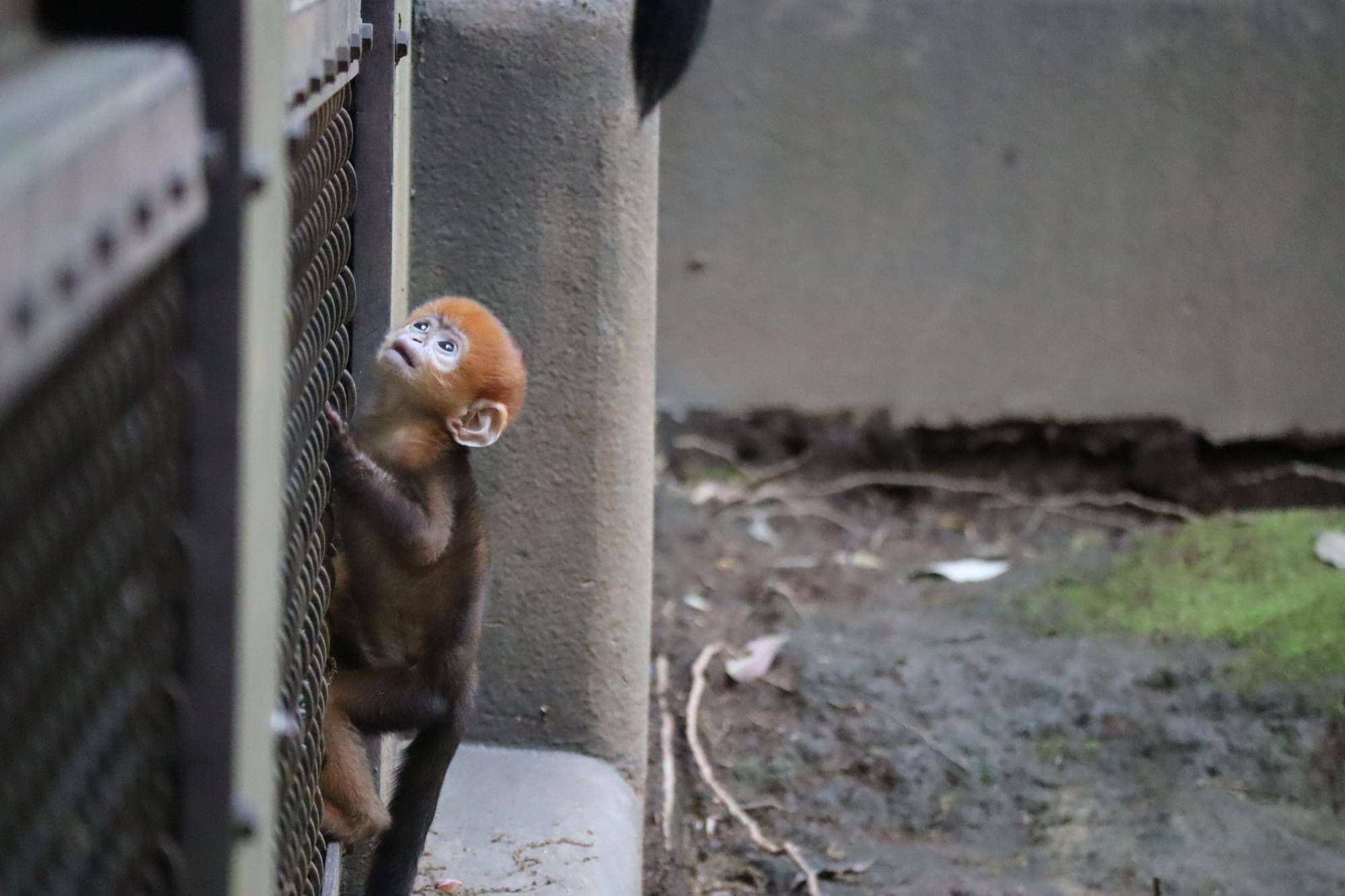 【飼育日誌】20250618:愛称決定しました! (10).jpg