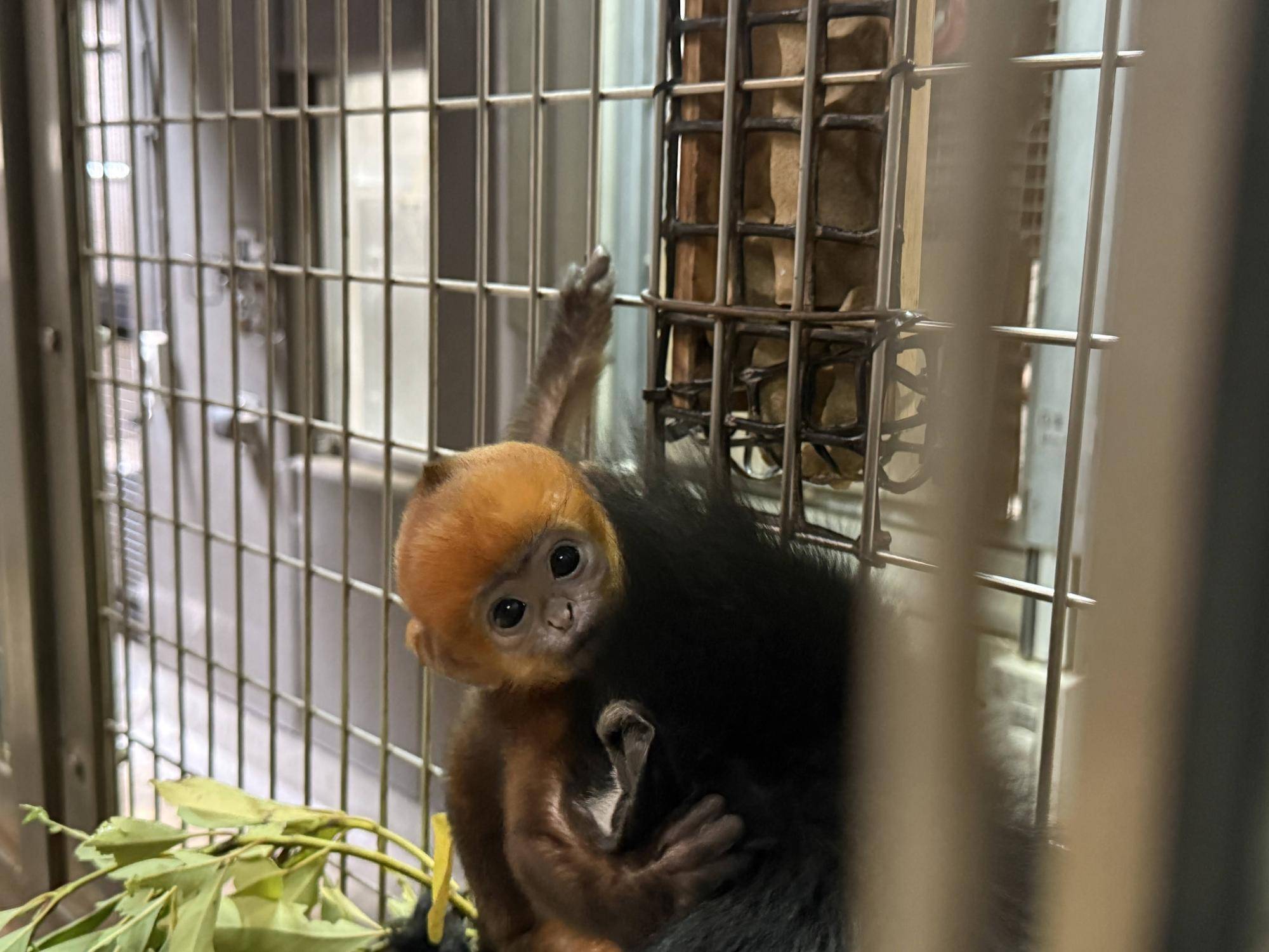 【飼育日誌】20250618:愛称決定しました! (2).jpg