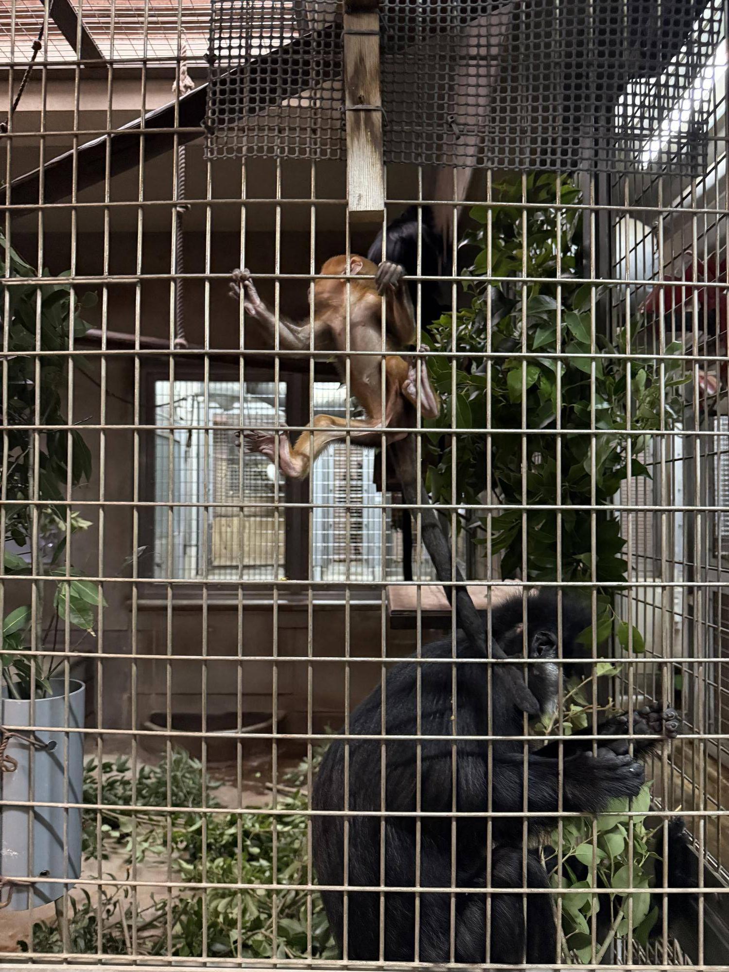 【飼育日誌】20250618:愛称決定しました! (6).jpg