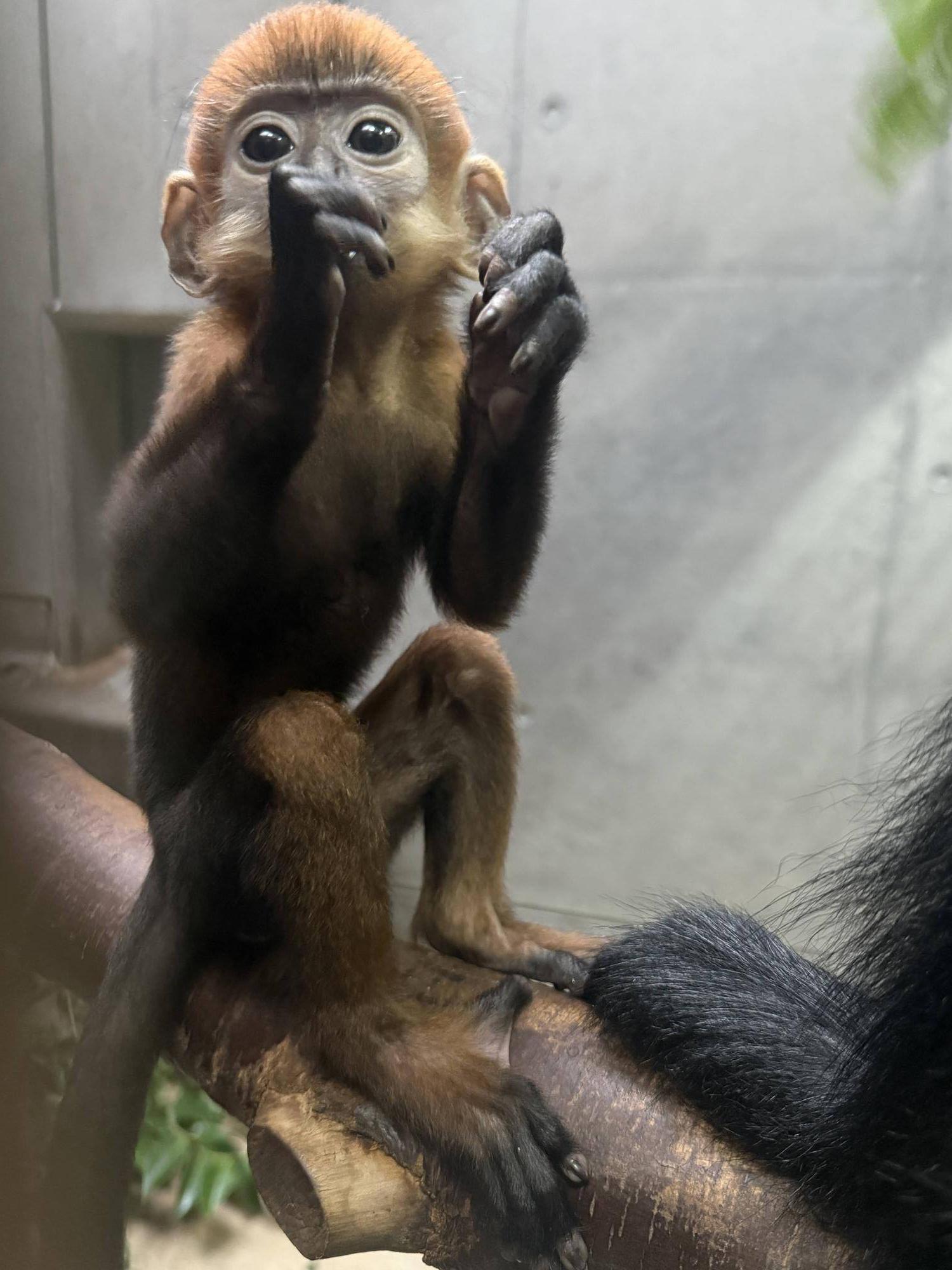 【飼育日誌】20250630:あつまれチョコミン党①速報 (5).jpg