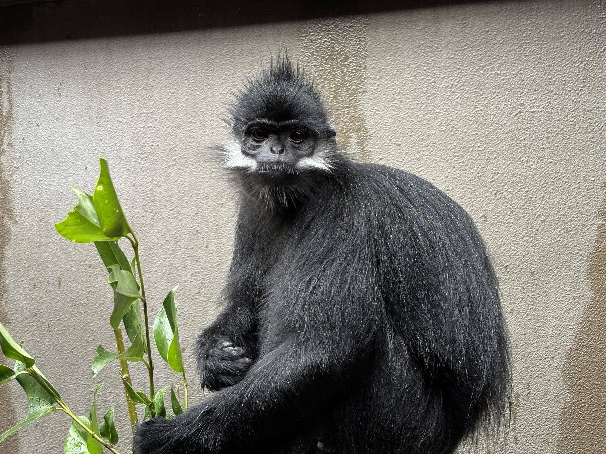 【飼育日誌】20250702:フランソワルトンを見分けてみよう!上級編 ニンニン.jpg