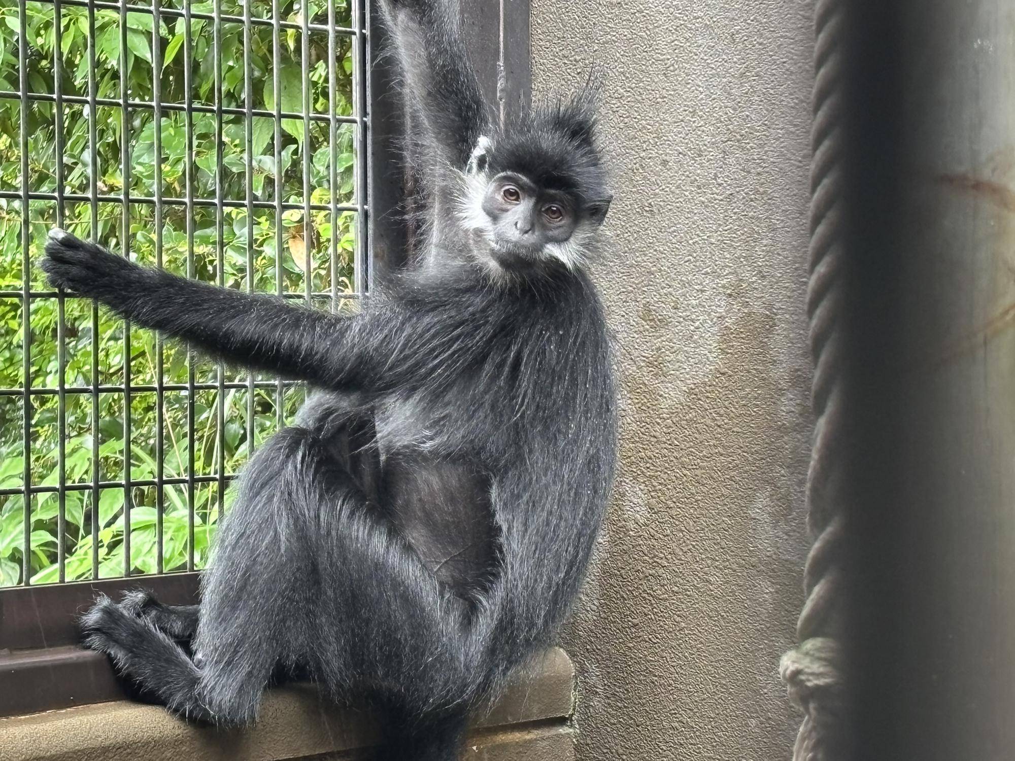【飼育日誌】20250702:フランソワルトンを見分けてみよう!上級編 柵に掴まるレモン.jpg