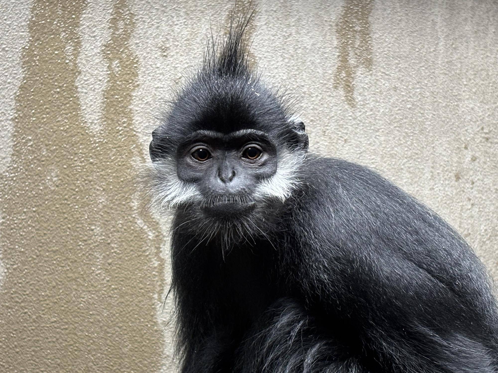 【飼育日誌】20250702:フランソワルトンを見分けてみよう!上級編 ロンロン.jpg