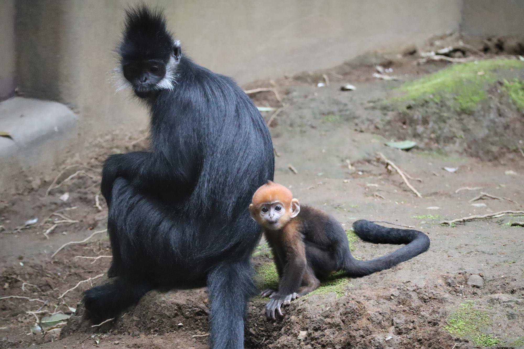 【飼育日誌】20250630:あつまれチョコミン党①速報 (4).jpg