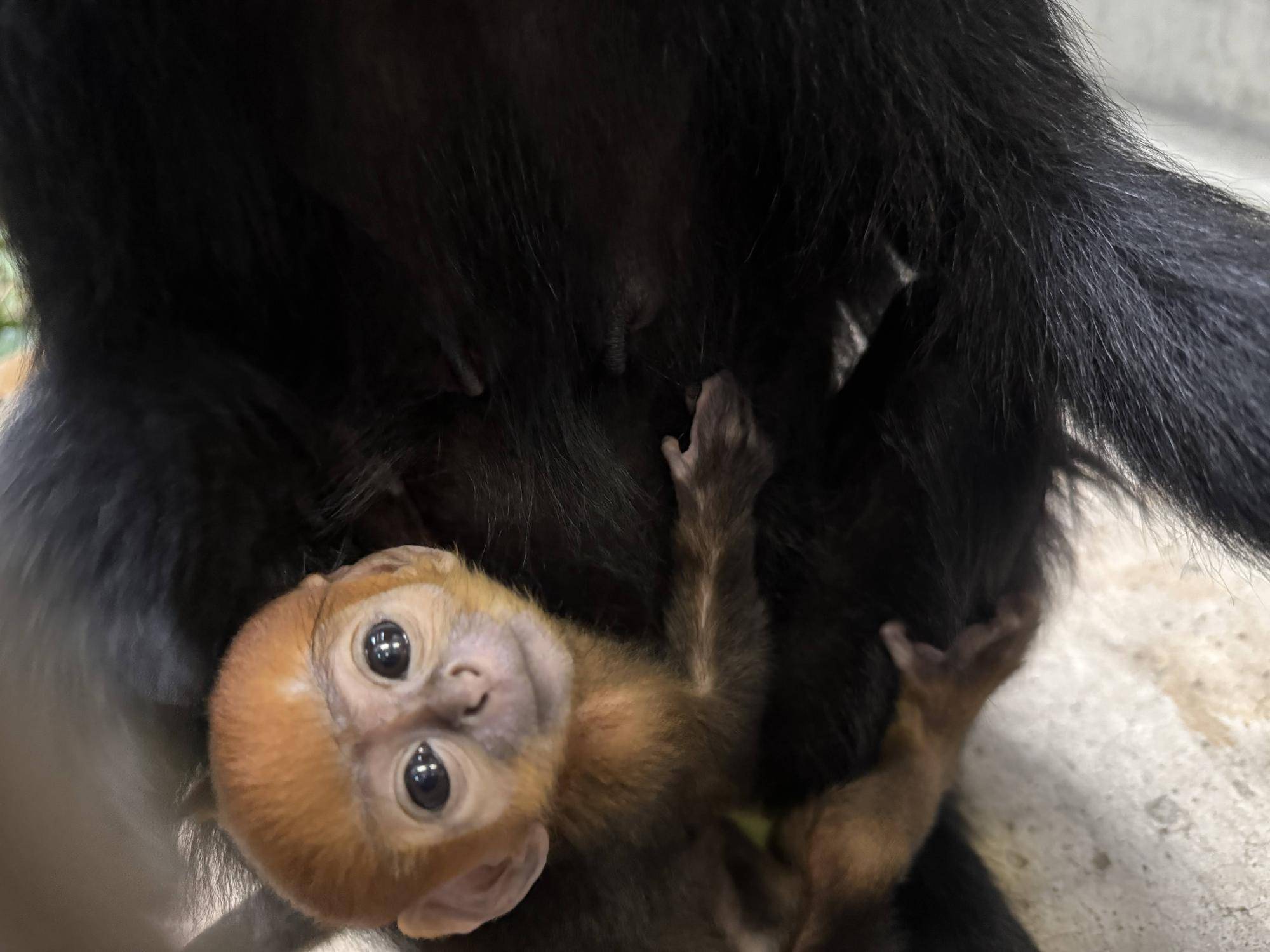 【飼育日誌】20250630:あつまれチョコミン党①速報 (6).jpg
