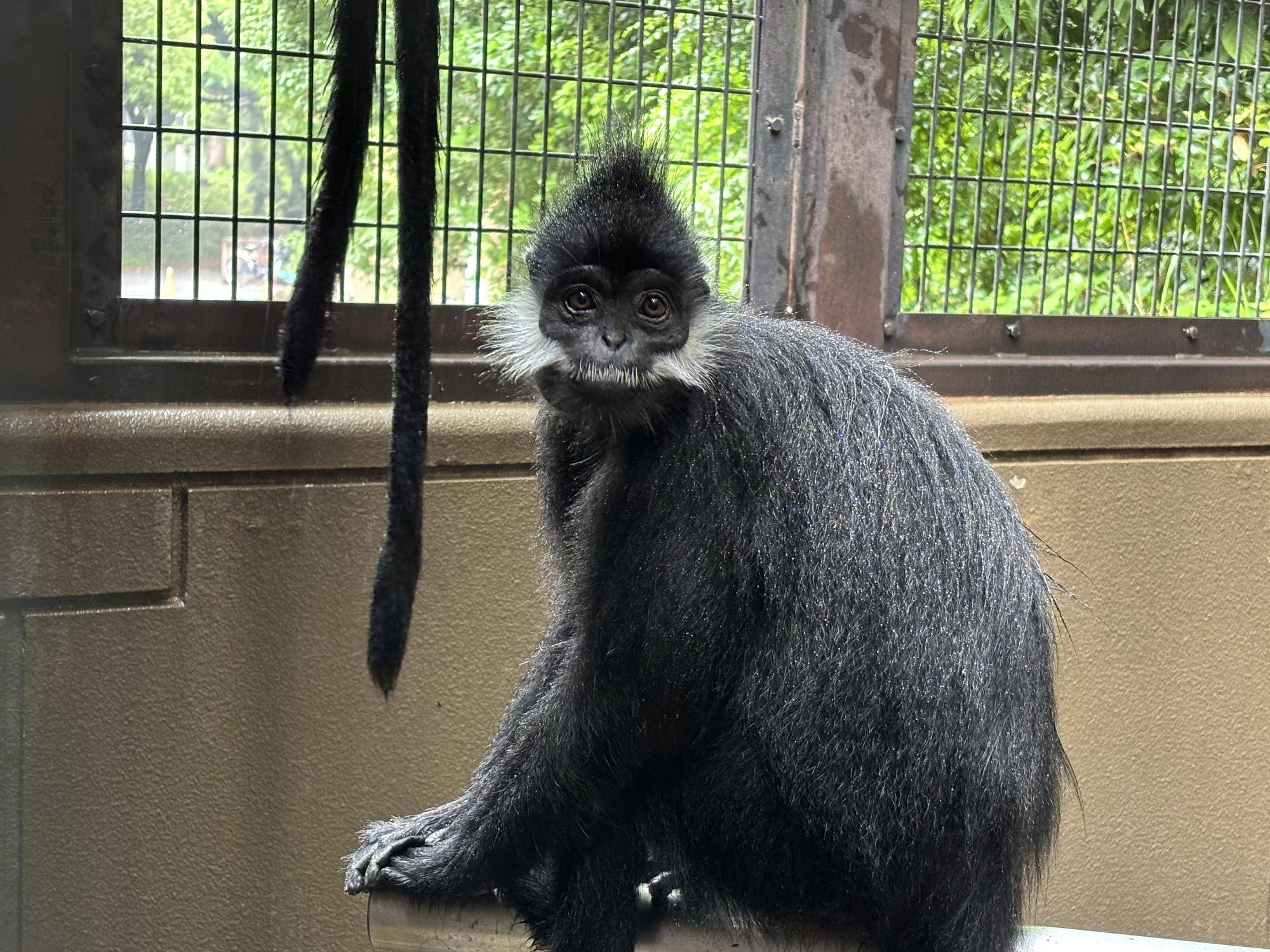 【飼育日誌】20250626：フランソワルトンを見分けてみよう！初級編 (5).jpg