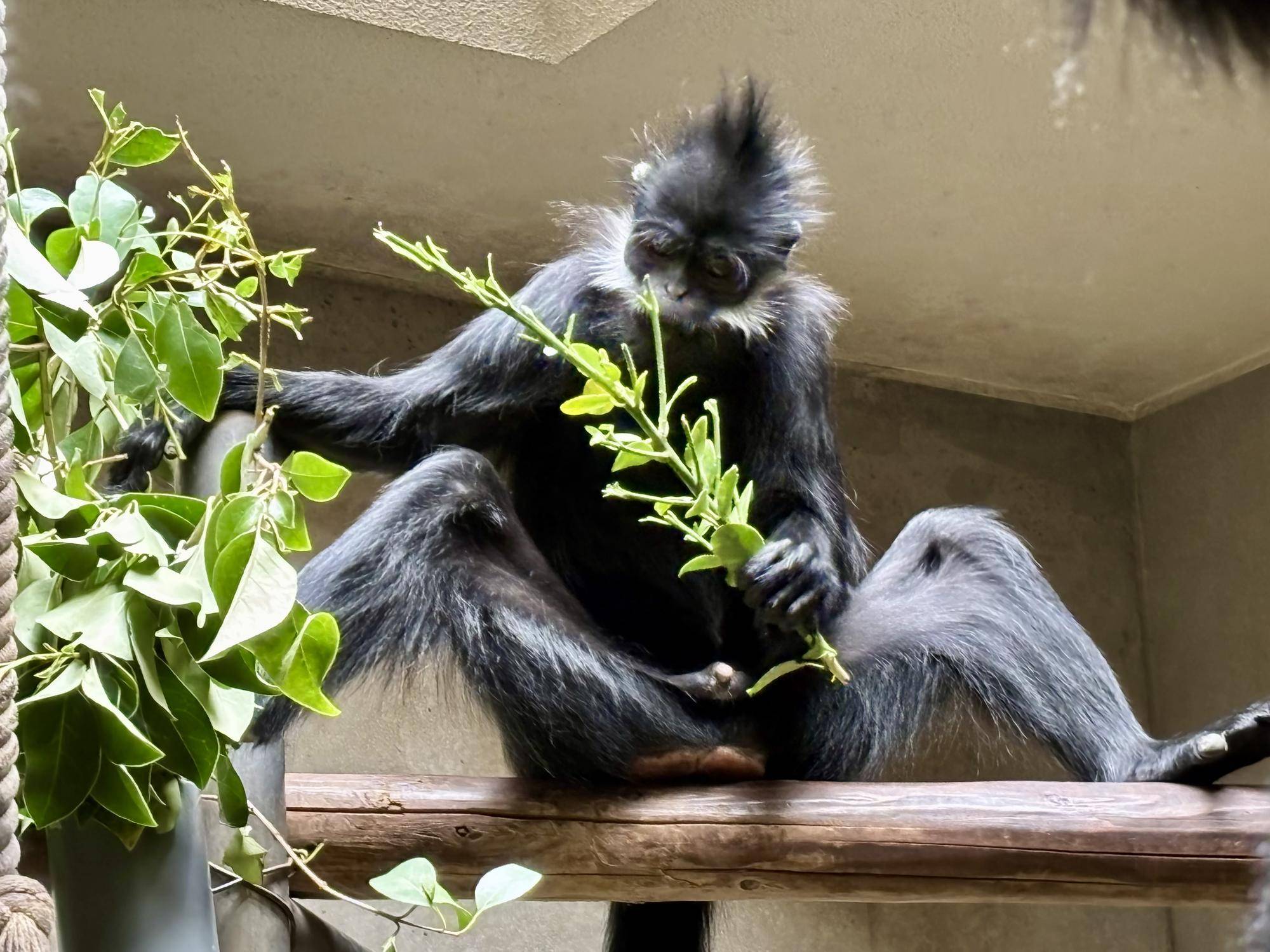 【飼育日誌】20250626：フランソワルトンを見分けてみよう！初級編 (2).jpg