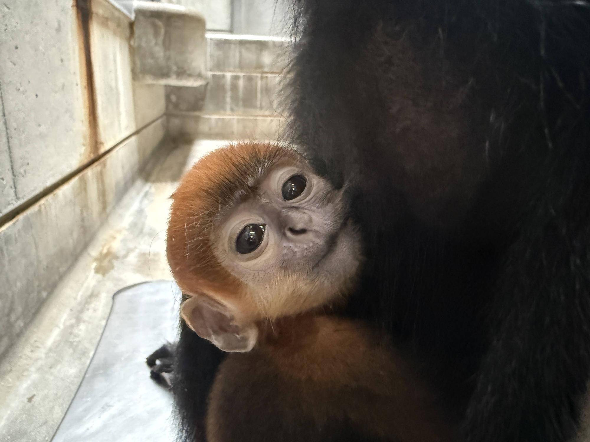 【飼育日誌】20250630:あつまれチョコミン党①速報 (7).jpg