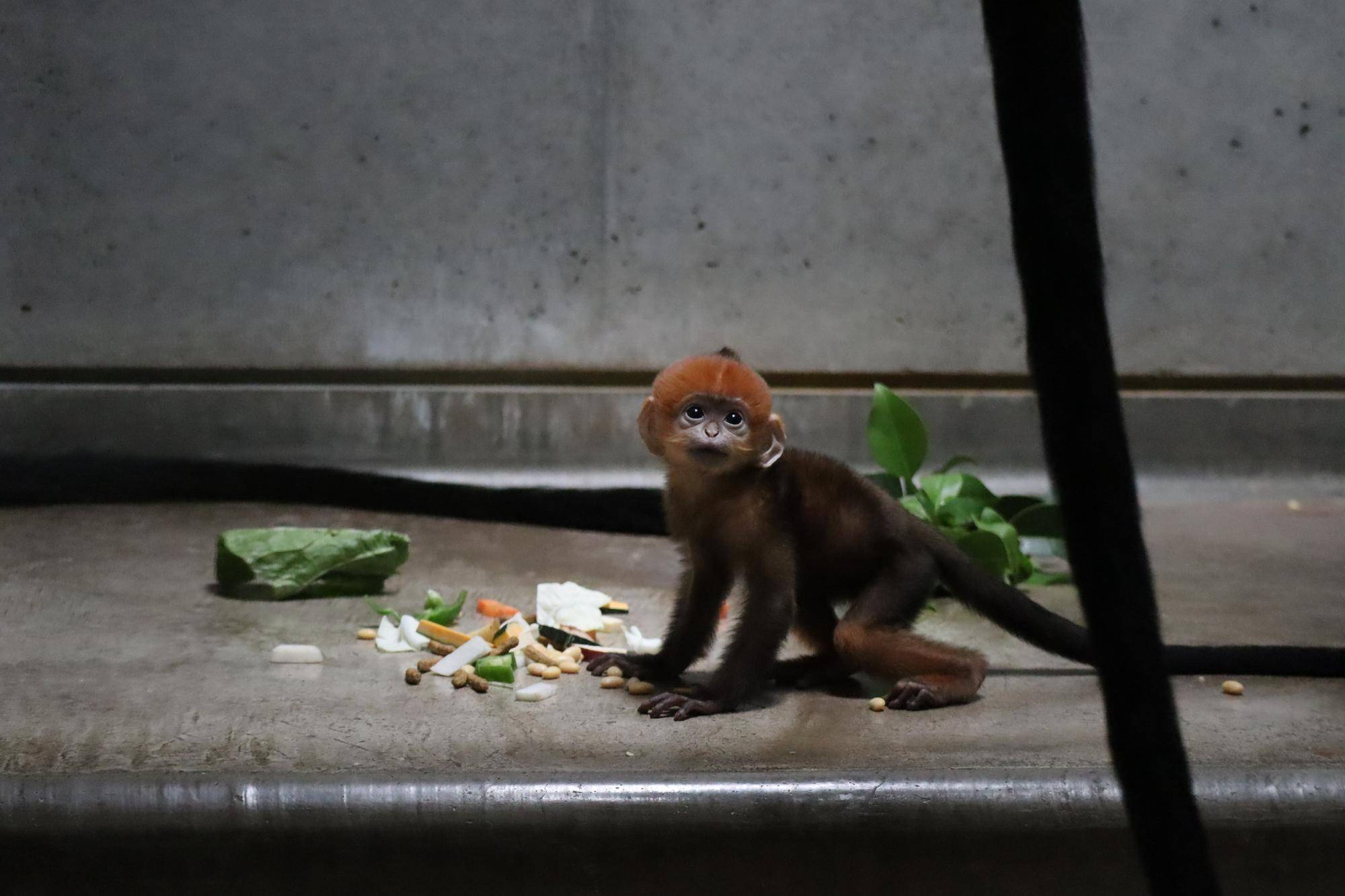 【飼育日誌】20250618:愛称決定しました! (8).jpg