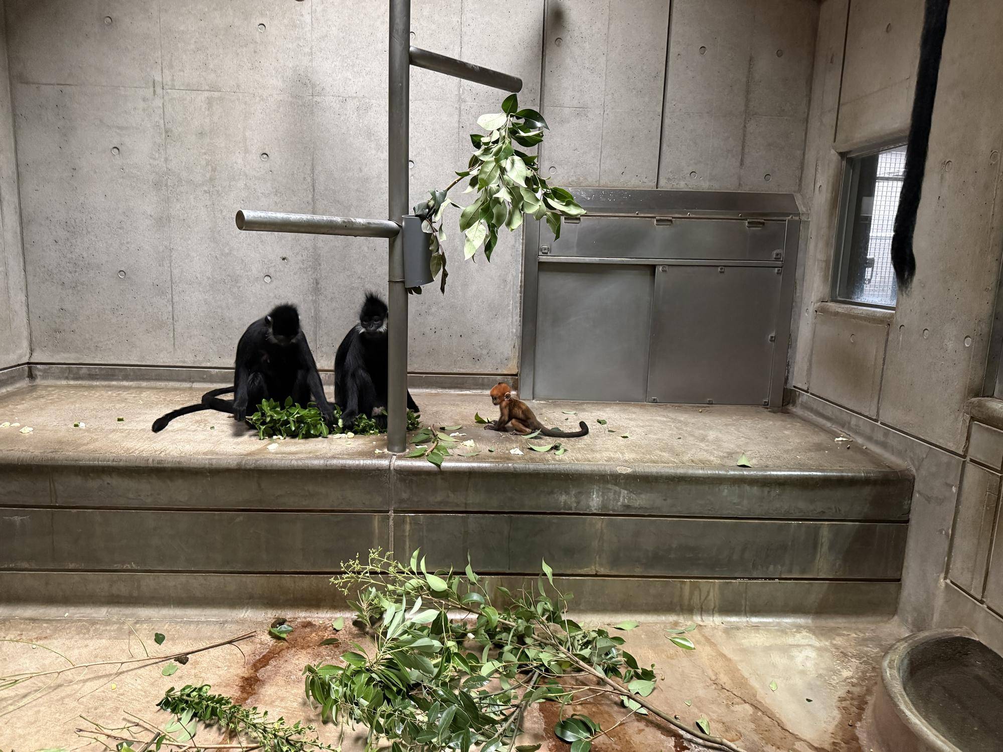 【飼育日誌】20250618:愛称決定しました! (7).jpg